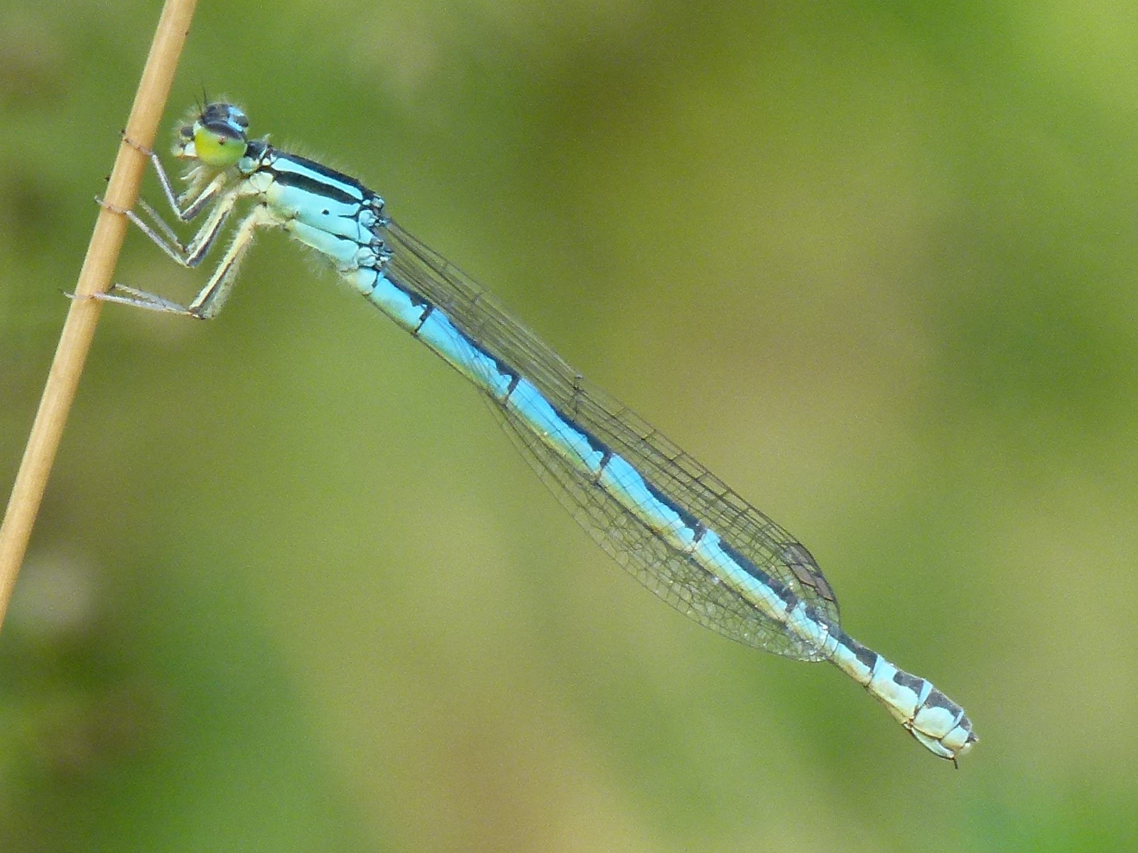 Weibchen der Gabel-Azurjungfer (Foto: Günter Farka)
