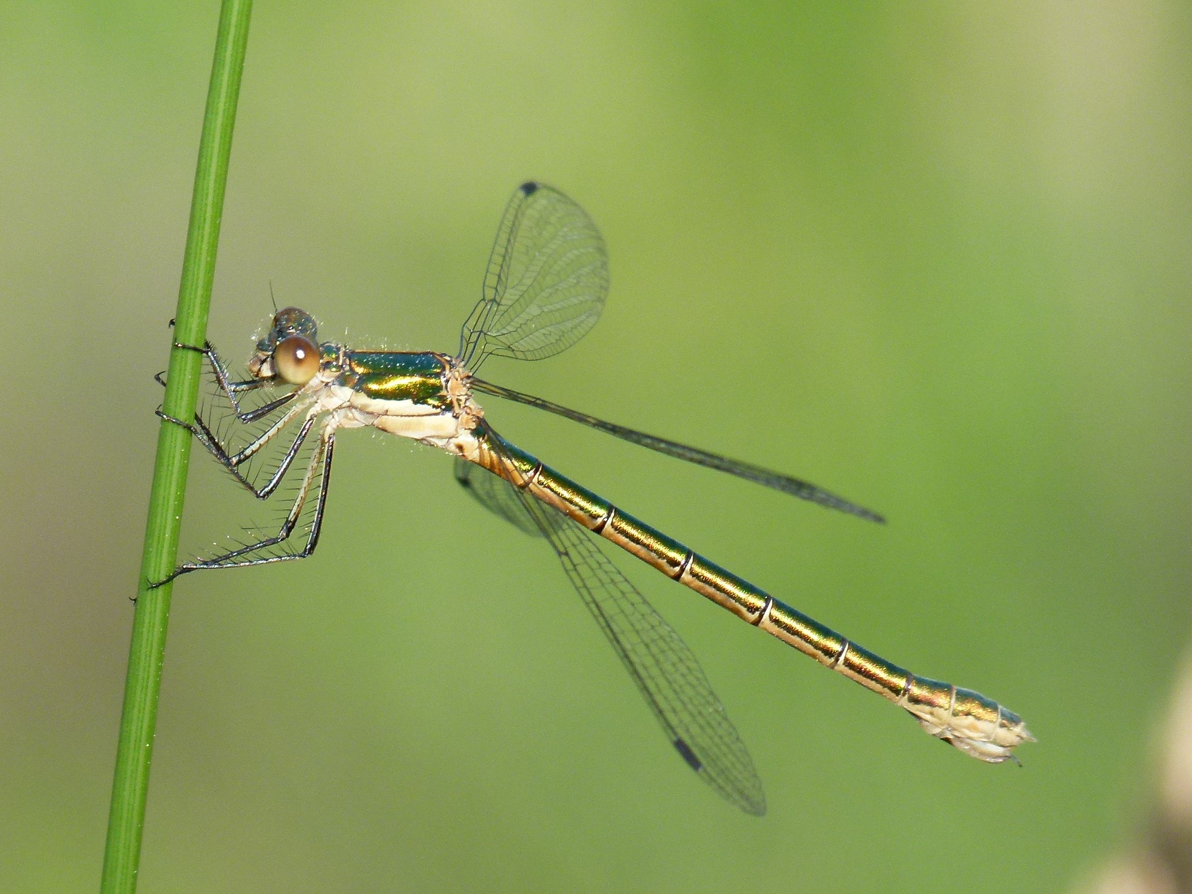Eine weibliche Glänzende Binsenjungfer (Lestes dryas)(Foto: Günter Farka)