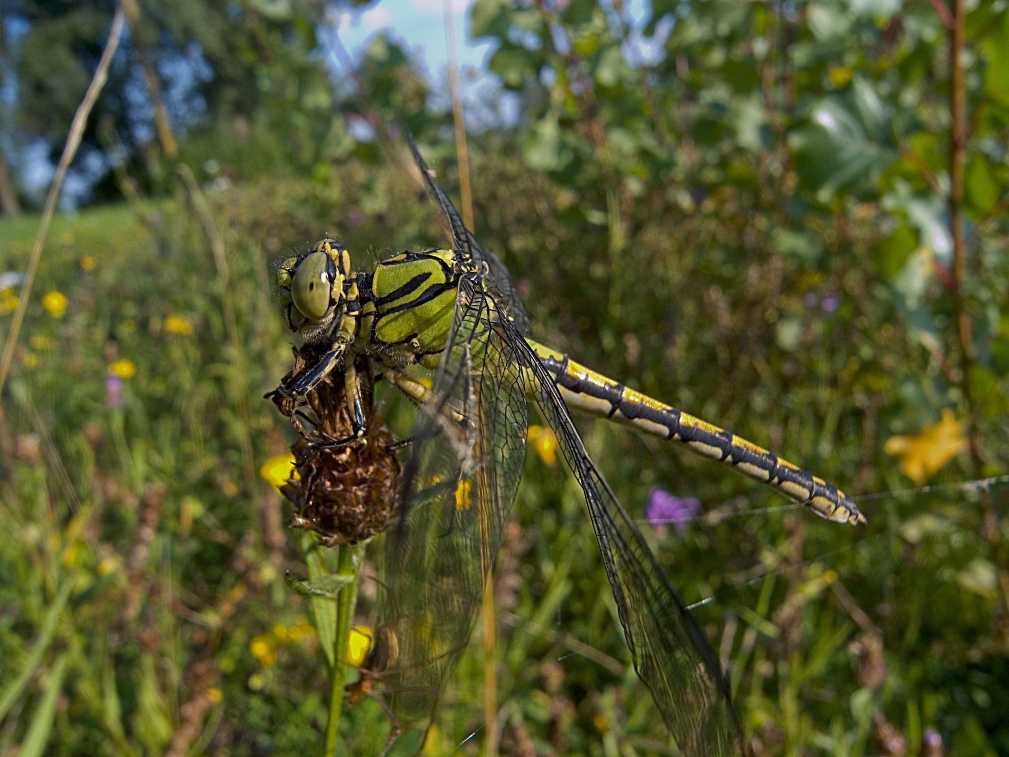 Eine weibliche Grüne Flussjungfer (Ophiogomphus cecilia)