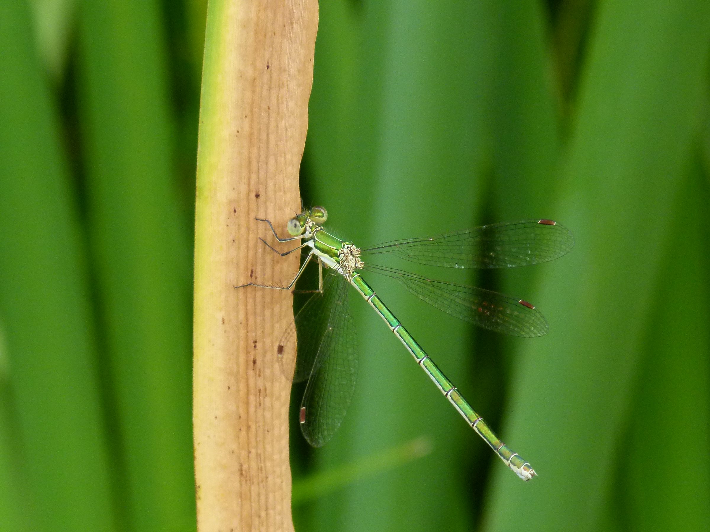 Eine weibliche Kleine Binsenjungfer (Lestes virens)(Foto: Günter Farka)