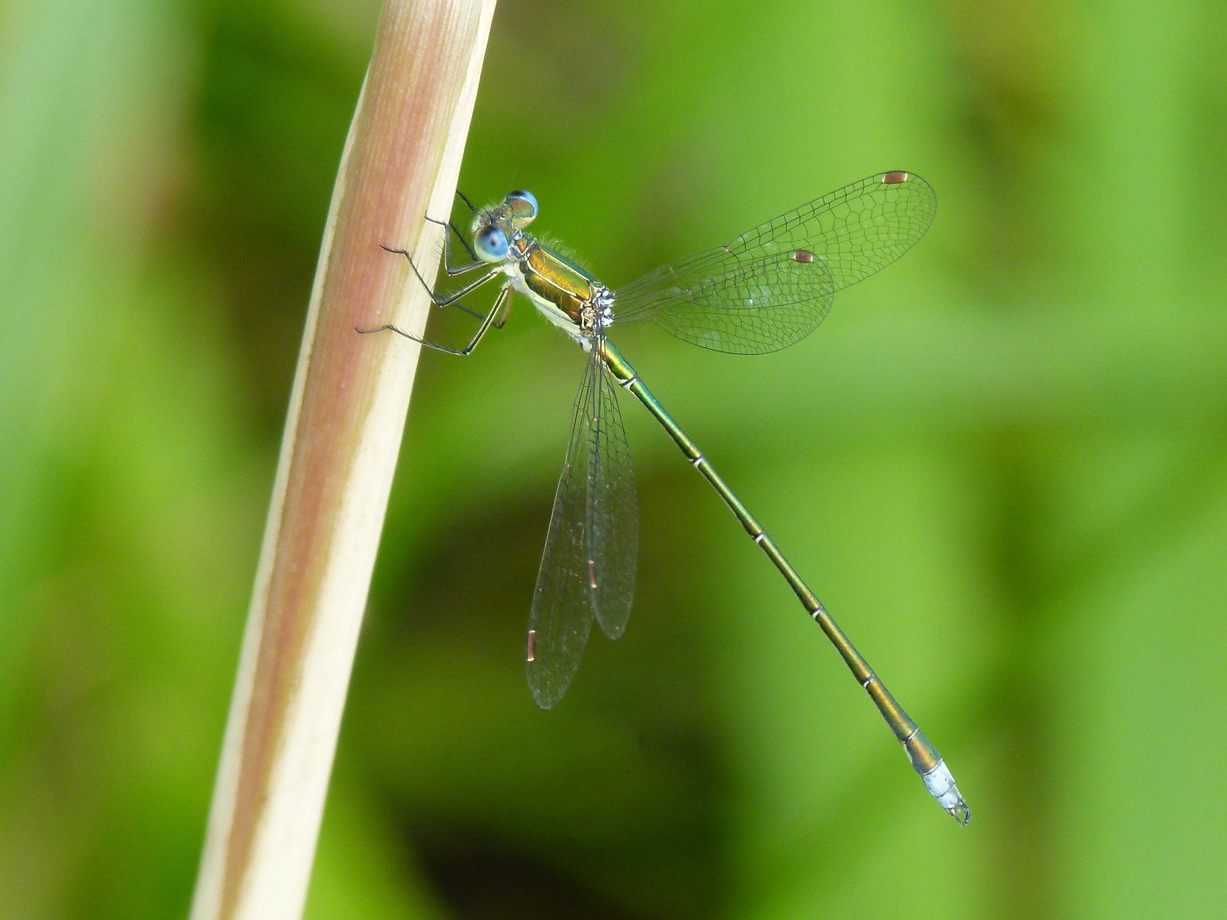 Männchen der Kleinen Binsenjungfer (Foto: Gunter Farka)
