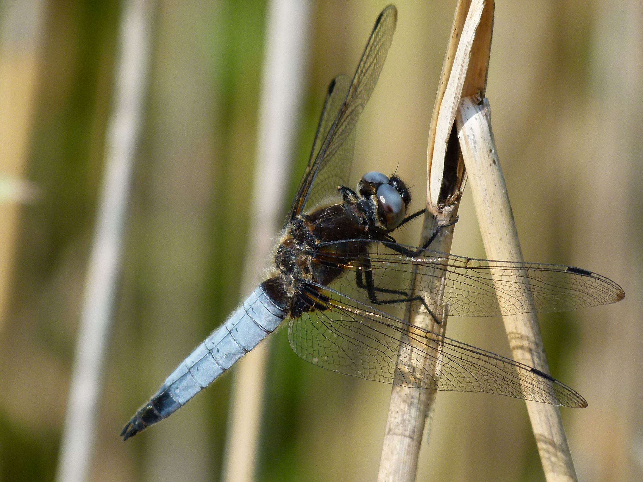 Männchen des Spitzenflecks (Foto: Günter Farka)