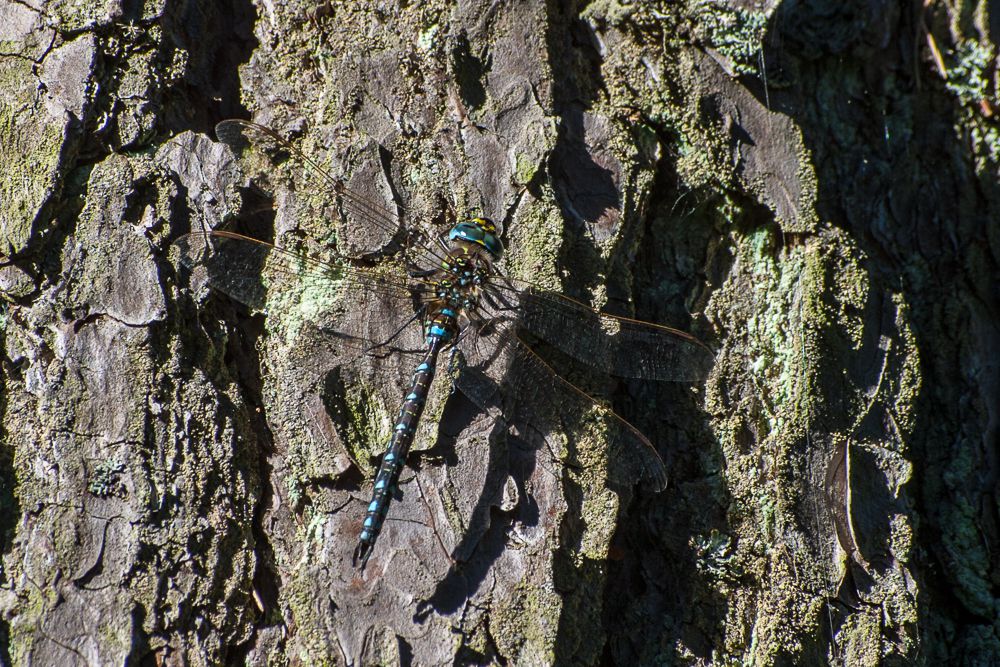 Eine männliche Torf-Mosaikjungfer (Aeshna juncea), gut getarnt auf rauer Borke