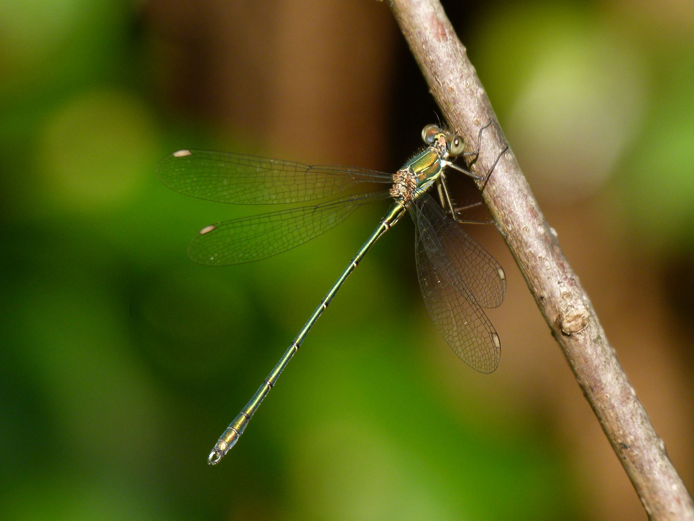 Eine männliche Westliche Weidenjungfer (Chalcolestes viridis)(Foto: Günter Farka)