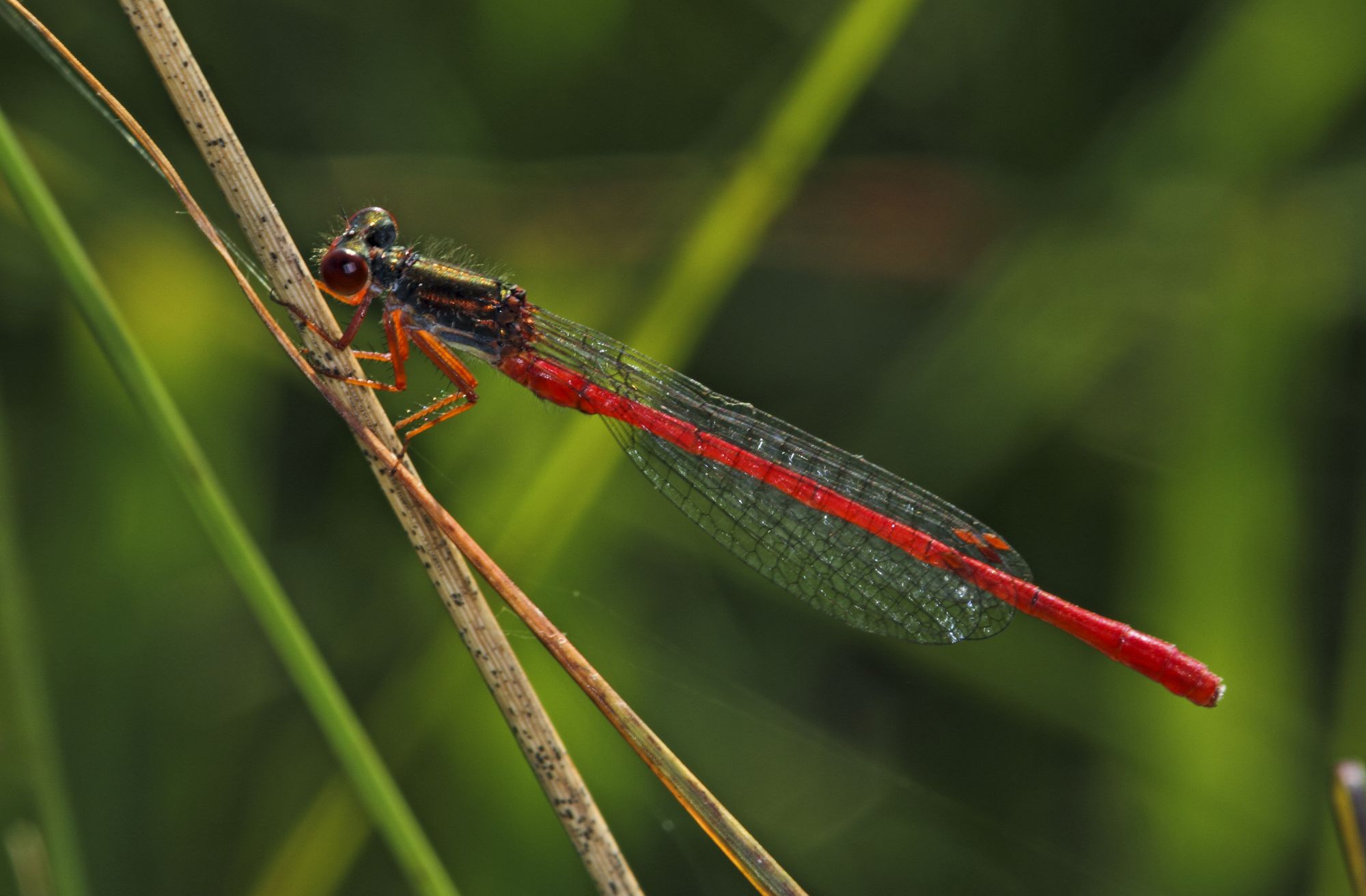 Eine männliche Scharlachlibelle (Ceriagrion tenellum)