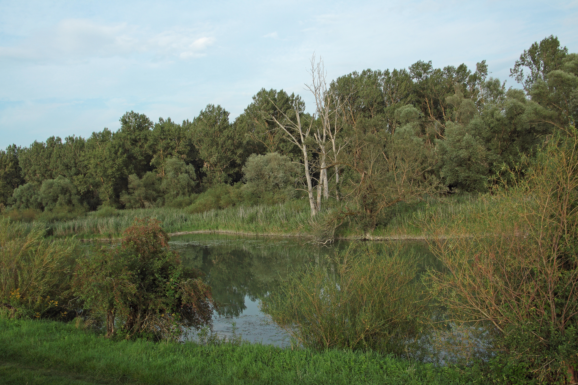 Ein am Ufer dicht mit Büschen und Bäumen bewachsenes Gewässer. So perfekte Lebensräume findet der Biber nur noch selten. (Foto: Wolfgang Willner) 