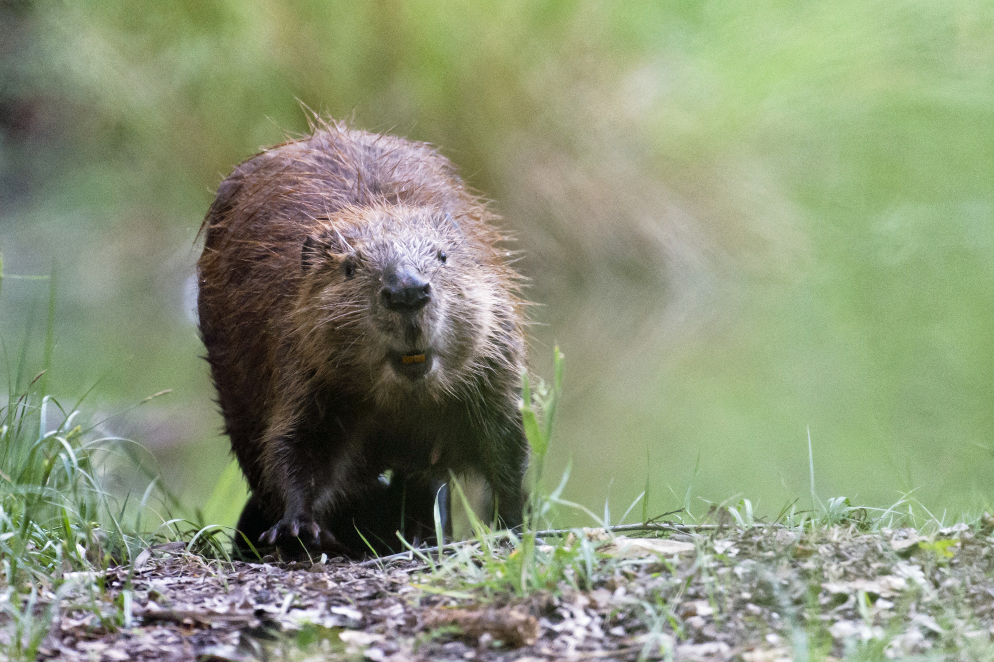 Ein Biber läuft auf die Kamera zu. Verbreitung umfasst heute auch wieder Bayern, hier Blick ins Gesicht eines Bibers.