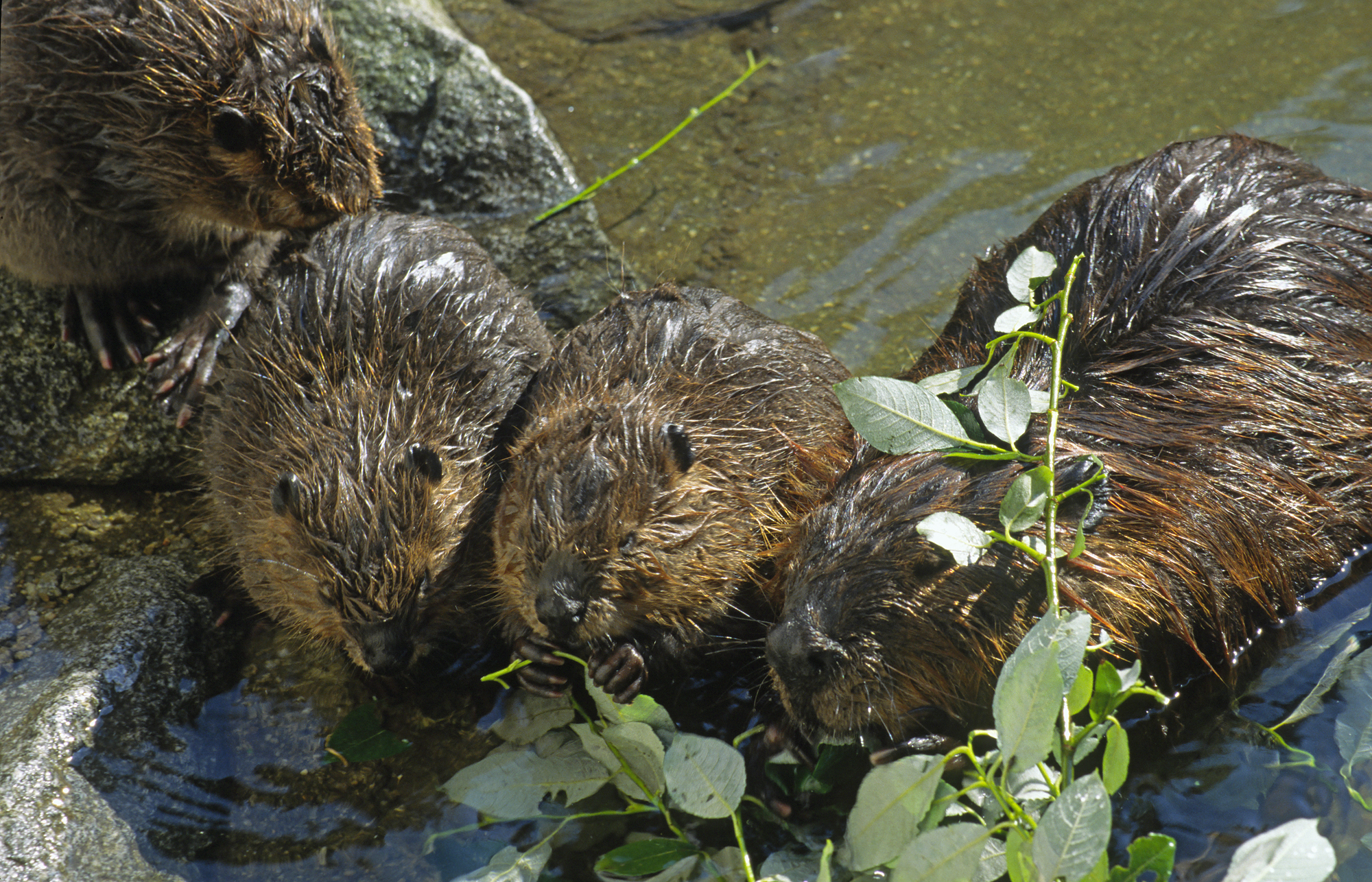 Ein erwachsenes und zwei Jungtiere im flachen Wasser beim Fressen. Ihren Lebensraum teilen die Biber mit den Jungen aus den vergangenen zwei Jahren. (Foto: Wolfgang Willner)