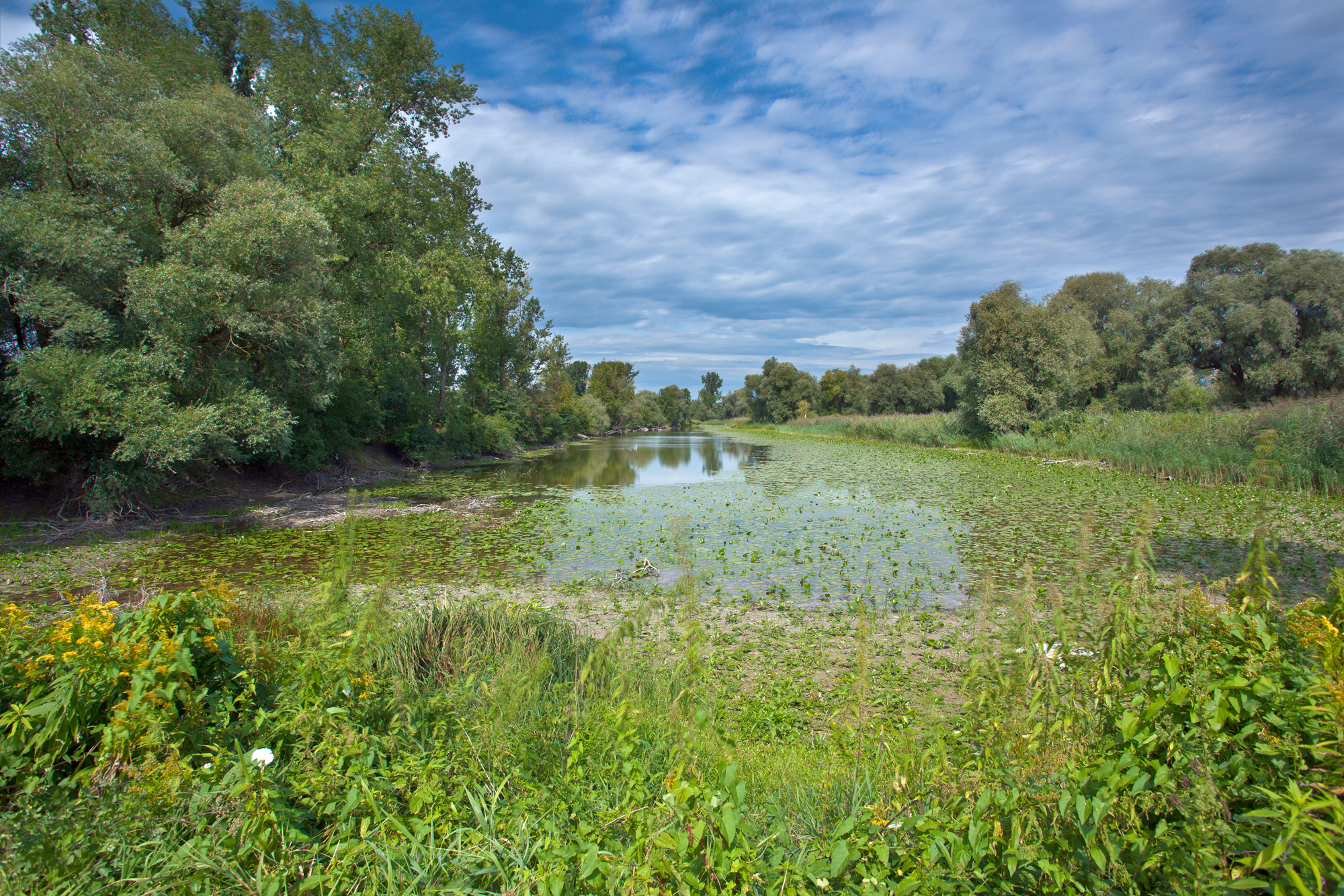 Ein mit Wasserpflanzen bewachsenes Gewässer, die Ufer sind bewaldet. Solche Landschaften sind ein idealer Lebensraum für den Biber. (Foto: Wolfgang Willner)