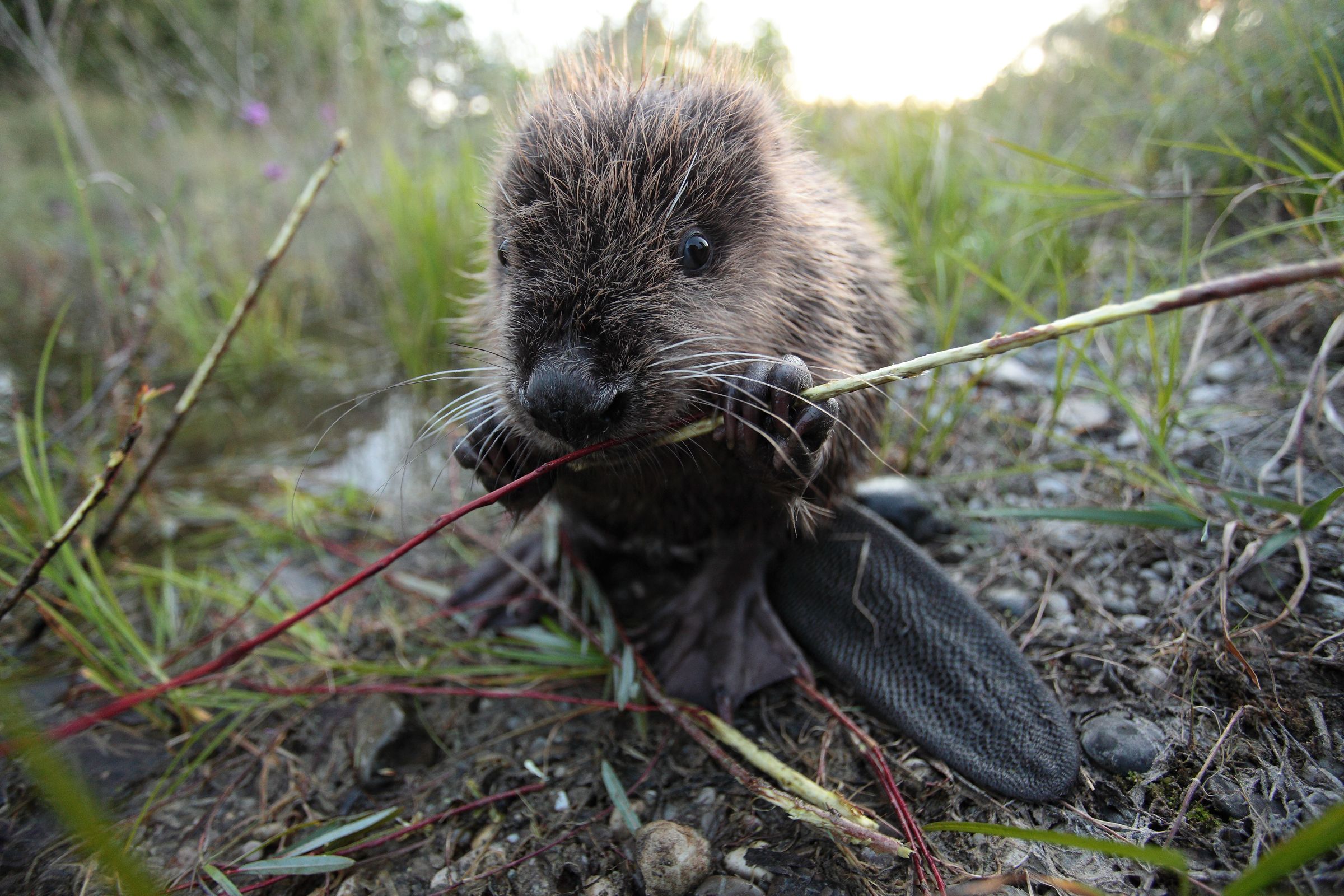 Ein junger Biber nagt an einem Ästchen. (Foto: Wolfgang Willner)