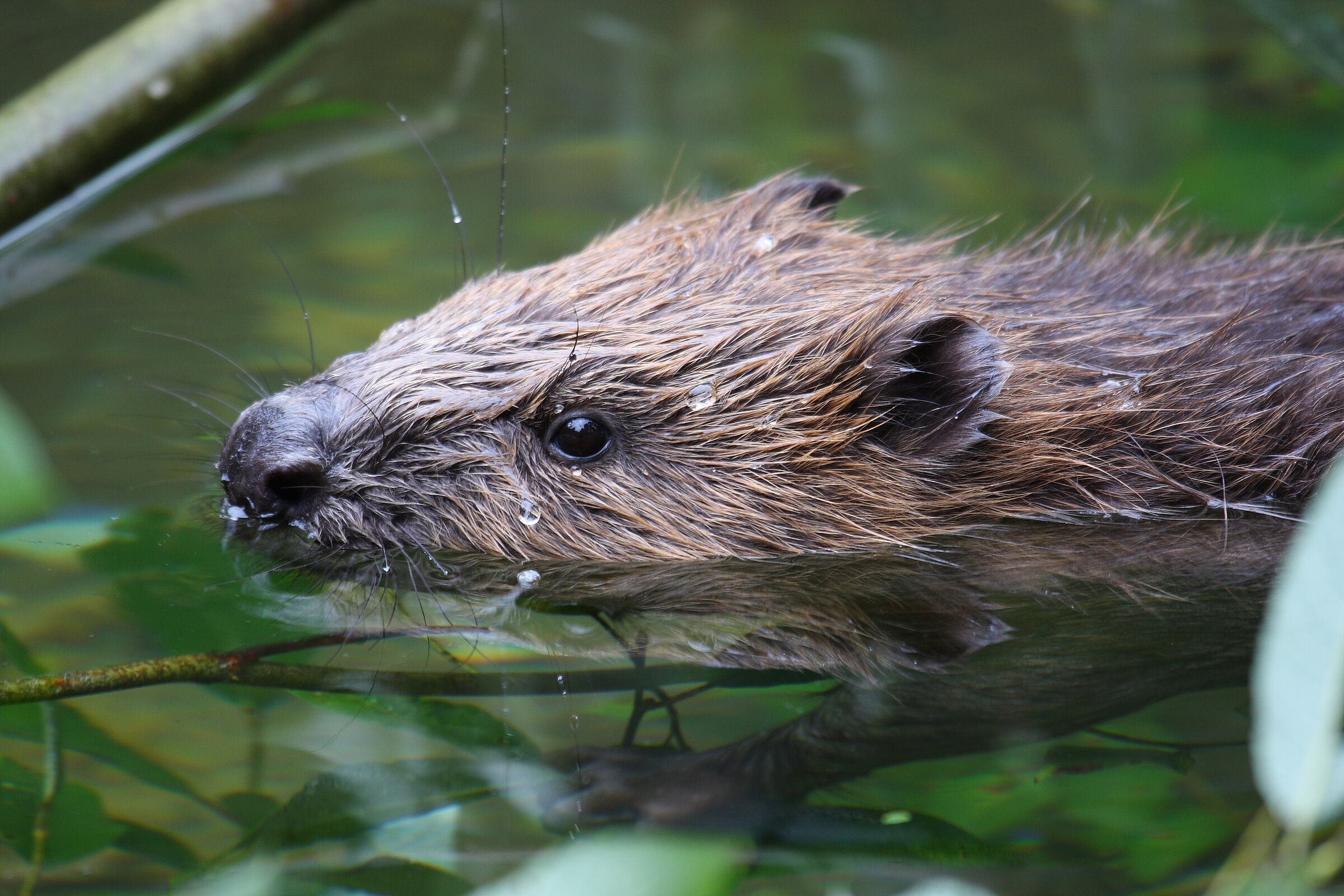 Ein Biber, der aus dem Wasser in die Kamera sieht. Die Wiederkehr des Bibers begann in Bayern. (Foto: karl.mock/stock.adobe.com) 
