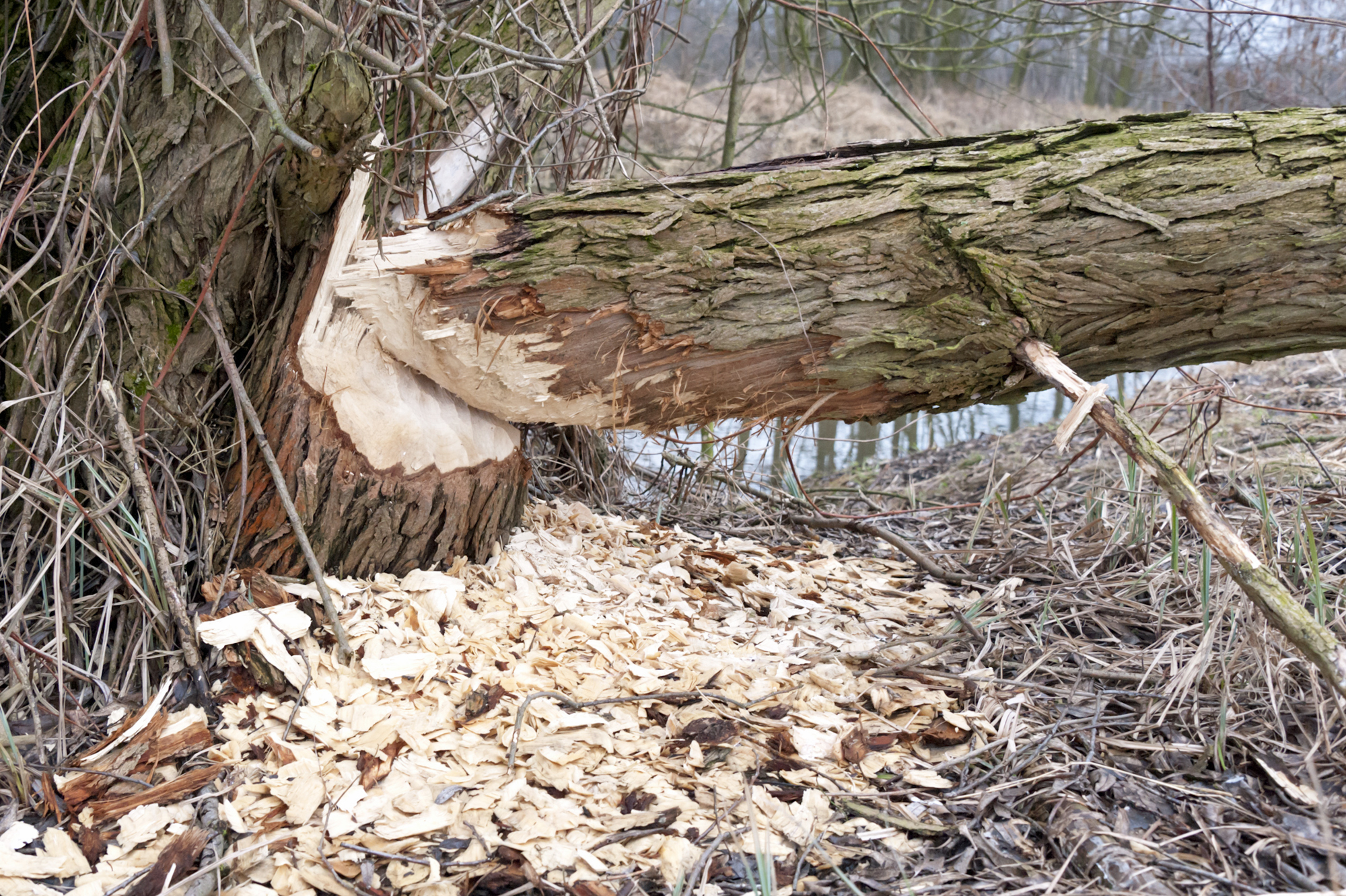 Ein vom Biber gefällter Baum. Seine Lebensweise macht dem Biber nicht nur Freunde. (Foto: Ralph Frank)