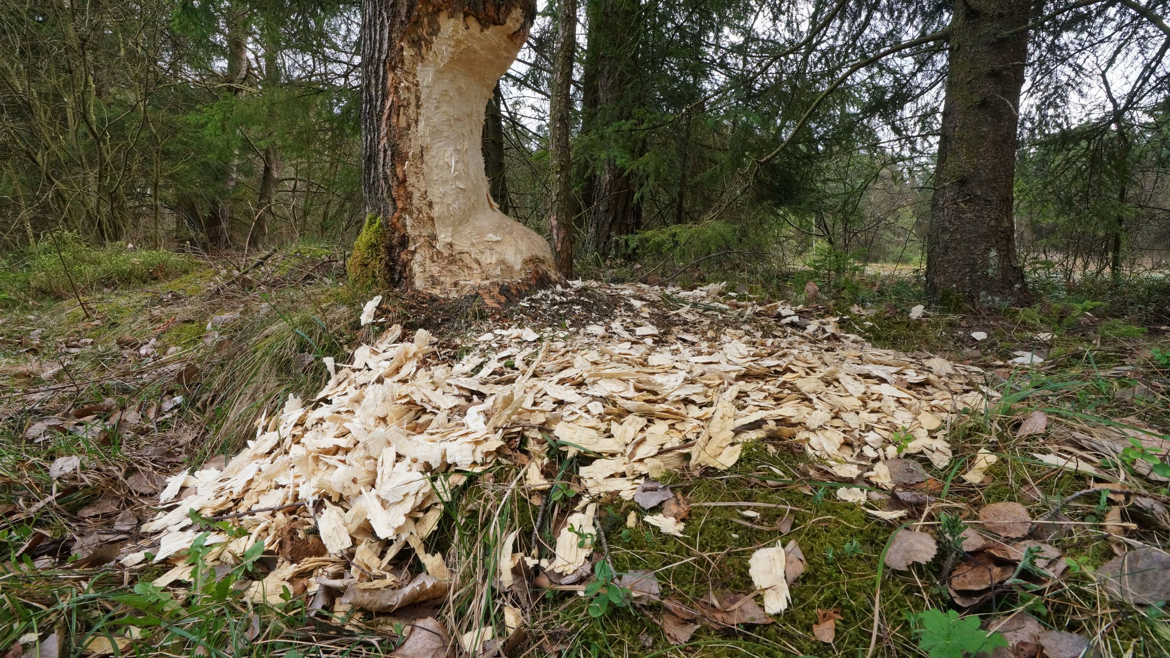 Ein angenagter Baum mit einer tiefen Einkerbung vor dem große und dicke Holzspäne liegen. Angenagte Bäume sind typische Biberschäden. (Foto: Wolfgang Schödel)
