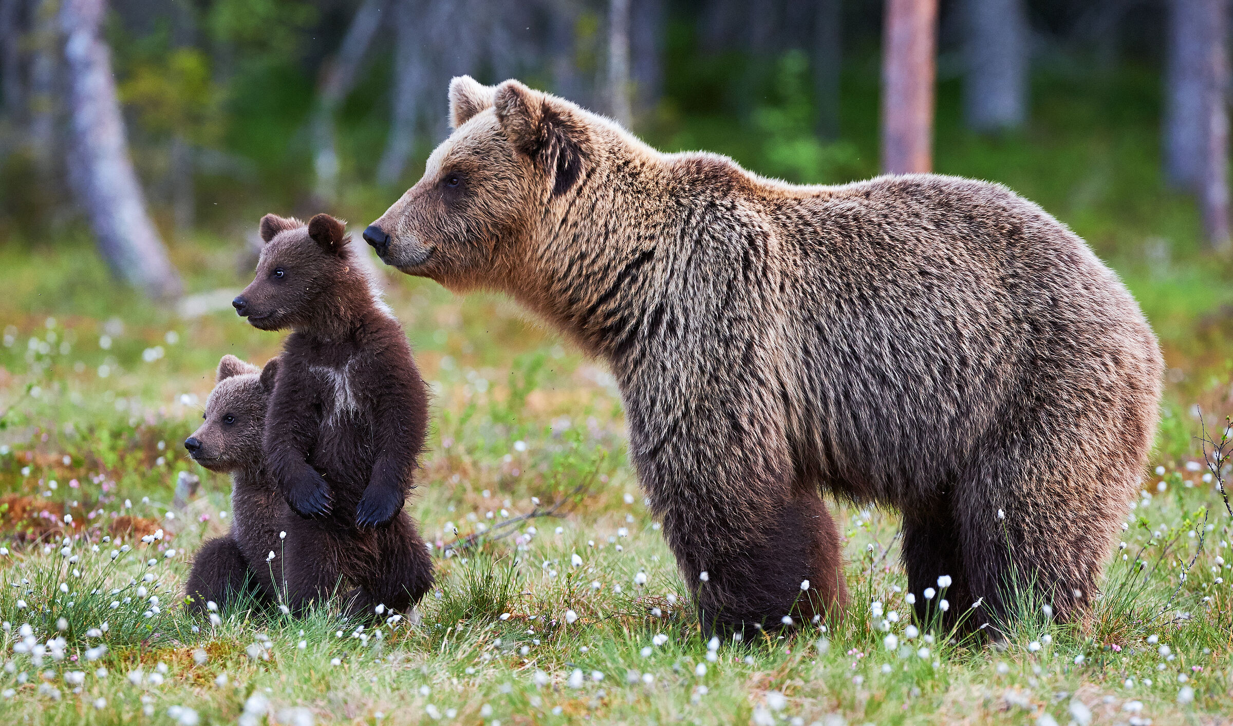 Bärin im Profil mit zwei Jungen. Wer auf Bärenjunge trifft, sollte sofort umkehren. Die Mutter greift wahrscheinlich an, wenn man den Jungen zu nahe kommt. (Foto: lucaar/stock.adobe.com) 
