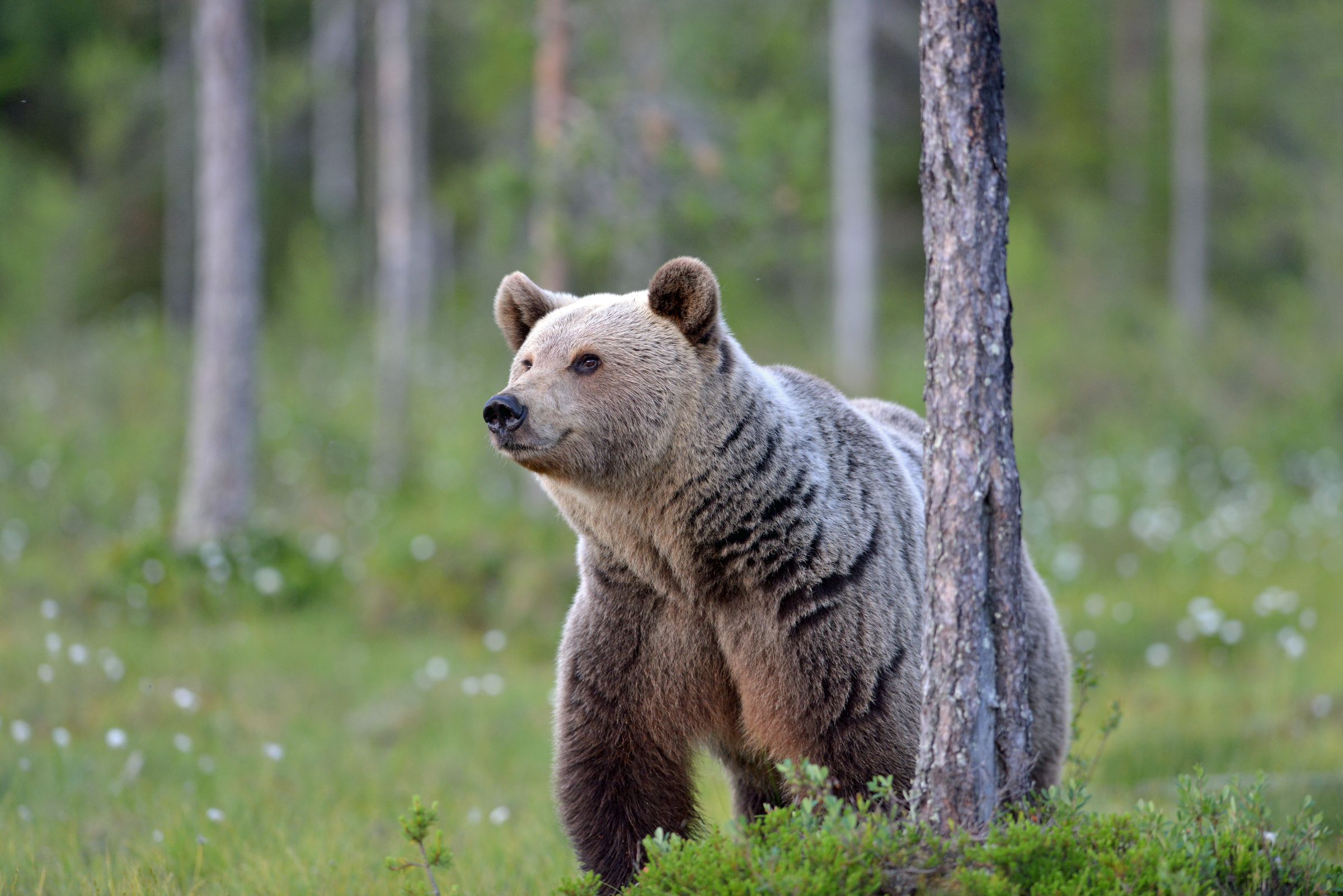 Ein junger Europäischer Braunbär im Wald. Ausgedehnte Waldgebiete, ein großes Nahrungsangebot für den Allesfresser und das Vorhandensein von ungestörten und geschützten Orten, die als Winterquartier und Rückzugsorte genutzt werden können, bilden die entscheidenden Voraussetzungen für ein ideales Braunbären-Habitat. (Foto: Heinz Ehrsam)
