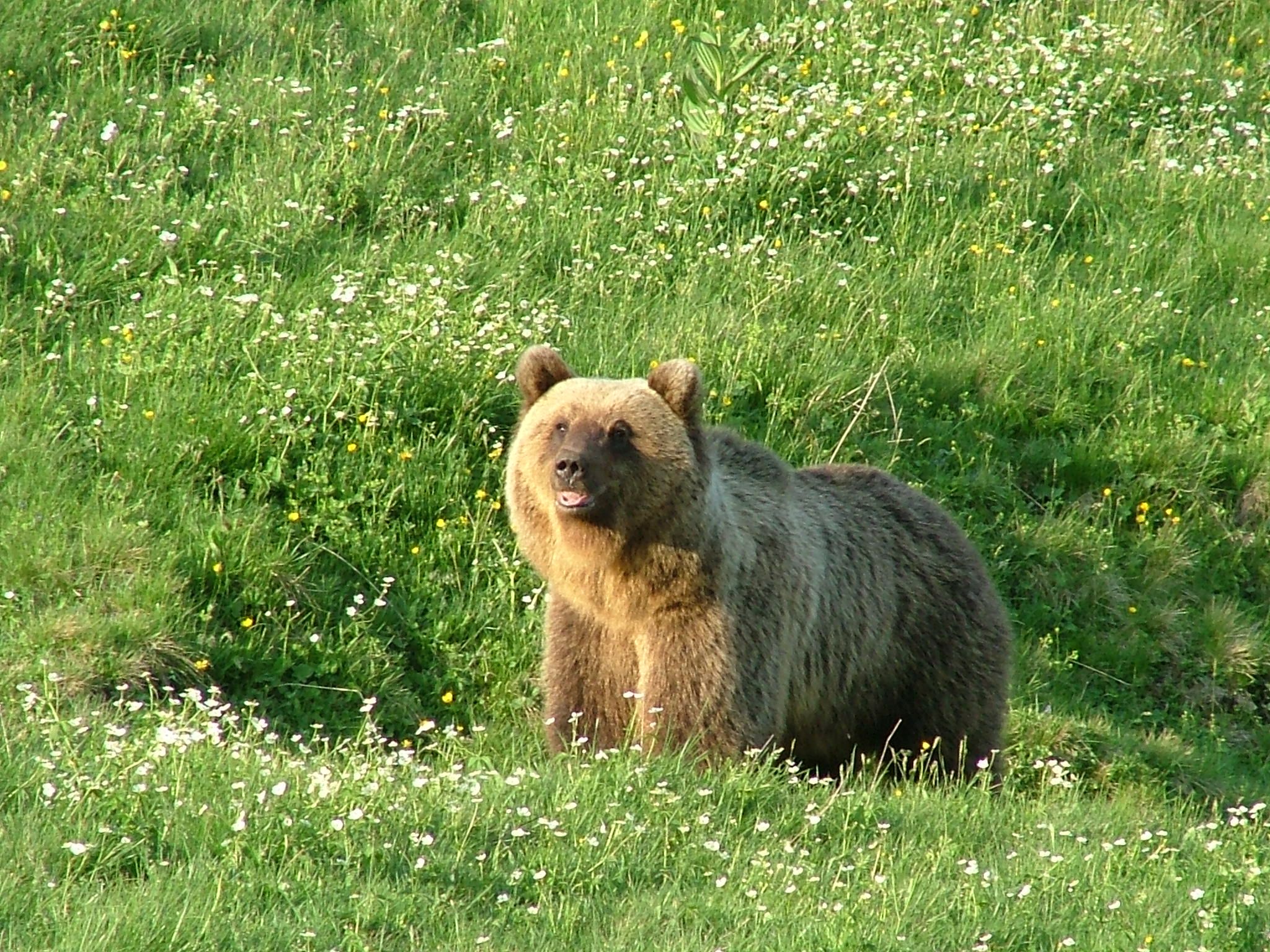 Ein Braunbär steht in einer Blumenwiese