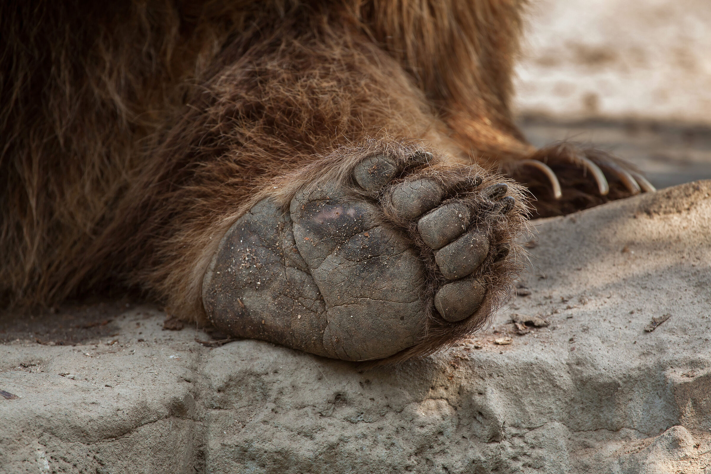 Tatze eines Braunbären mit gebogenen Krallen. In jungen Jahren sind Braunbären ausgezeichnete Kletterer. (Foto: Vladimir Wrangel/stock.adobe.com) 