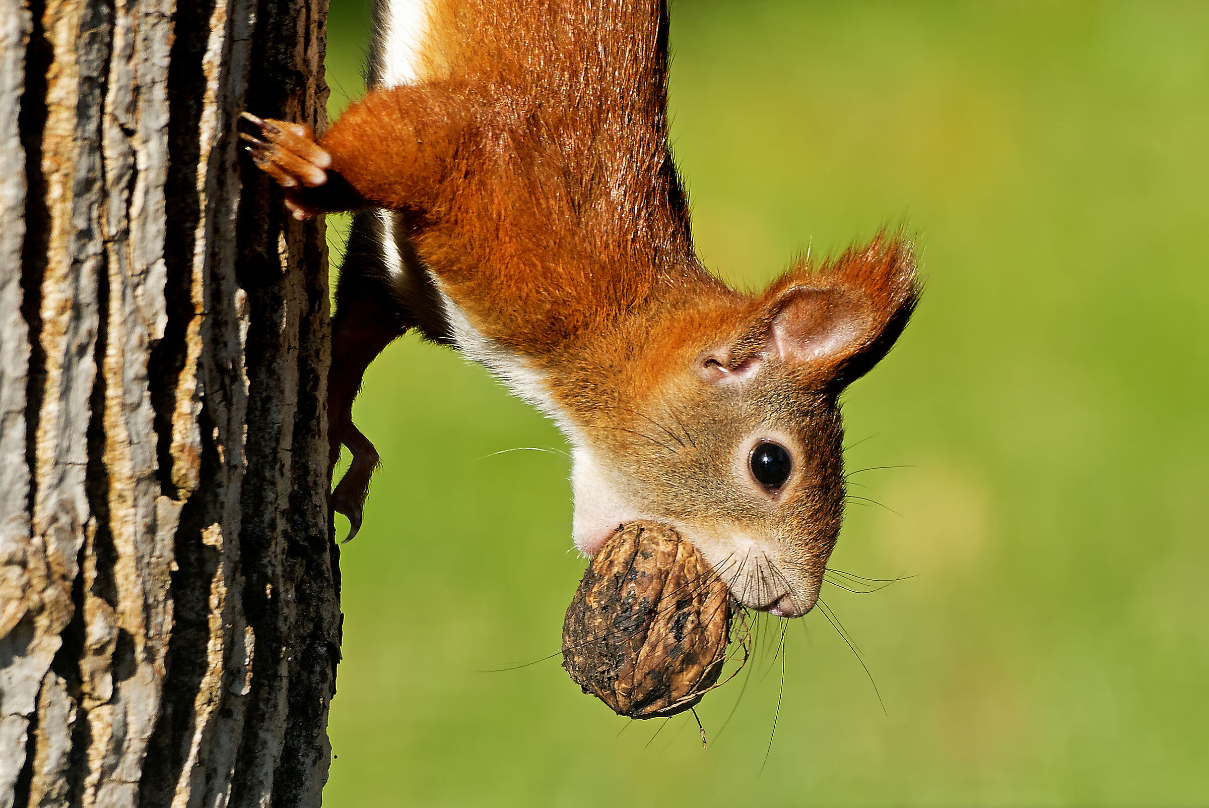 Ein Eichhörnchen läuft mit einer Walnuss im Mund kopfüber einen Baumstamm hinab. Nüsse sind die bekannteste Nahrung der Eichhörnchen. (Foto: JuergenL/stock.adobe.com) 