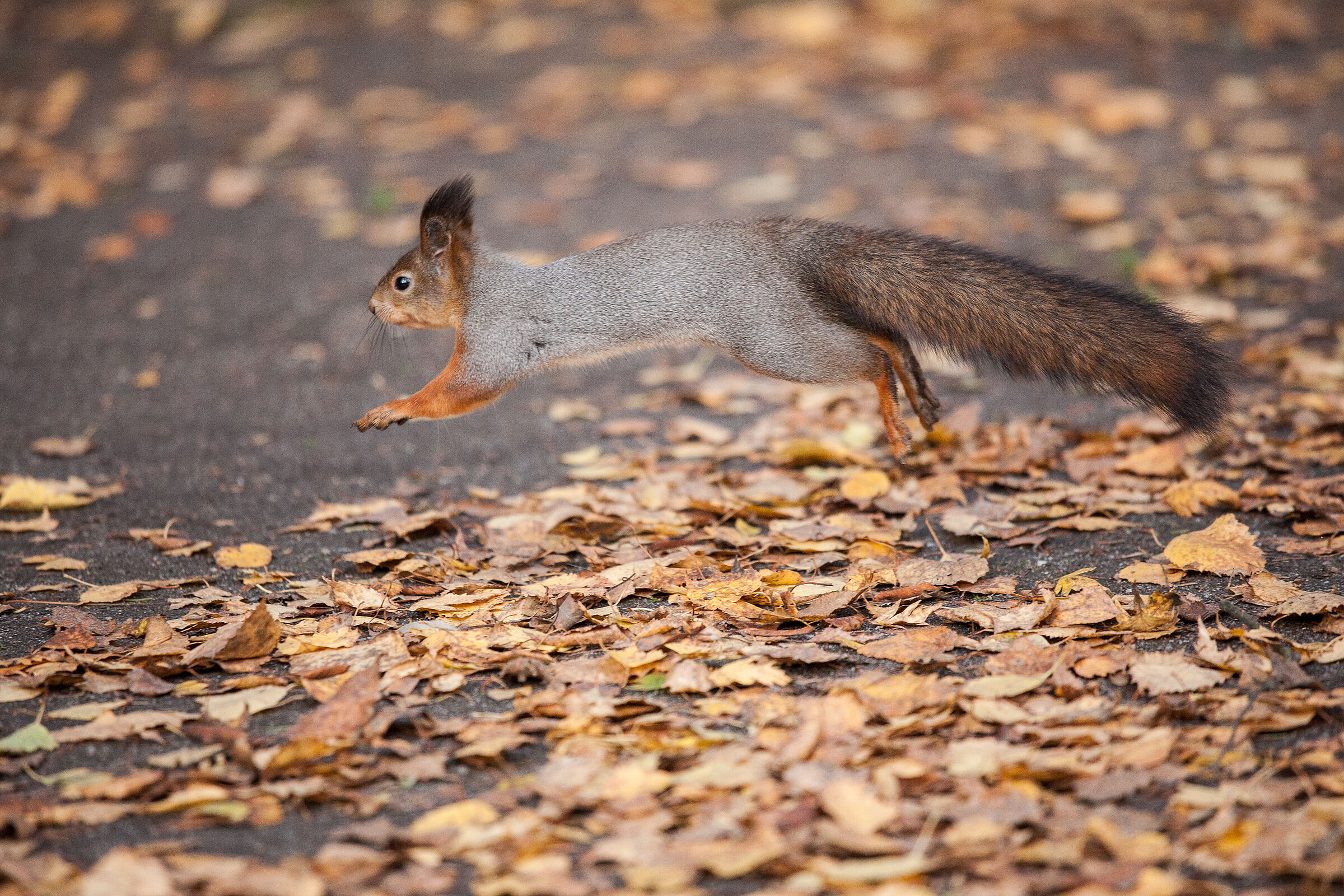 Ein eurasisches Eichhörnchen mit grauem Rücken und rotem Kopf springt über einen mit Laub bedeckten Boden. Ein deutliches Unterscheidungsmerkmal zum Grauhörnchen sind die Fellbüschel an den Ohren des Eurasischen Eichhörnchens. (Foto: Juhku/stock.adobe.com)