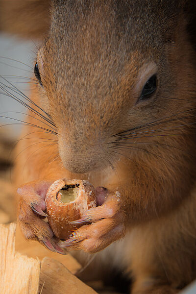 Eichhörnchen mit Haselnuss