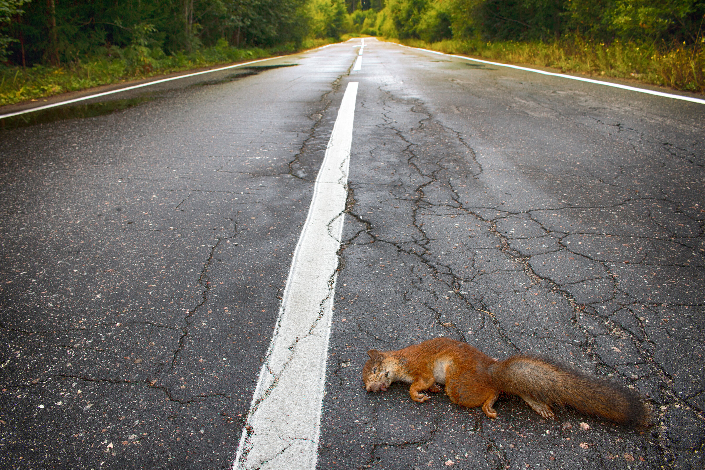 Ein überfahrenes Eichhörnchen liegt in der Mitte einer Straße. Jährlich fallen zahlreiche Einhörnchen unserem Straßenverkehr zum Opfer. (Foto: max5128/stock.adobe.com) 