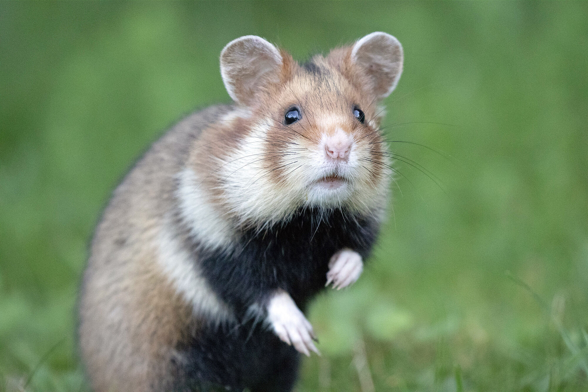 Ein Feldhamster sitzt auf den Hinterbeinen auf einer Wiese. Um den negativen Trend zu drehen, müsste die Politik dort, wo der Feldhamster heute in Bayern noch vorhanden ist, eine feldhamsterfreundliche Bewirtschaftung in deutlich größerem Umfang vorschreiben und entsprechend honorieren. (Foto: Sonja Kreil)