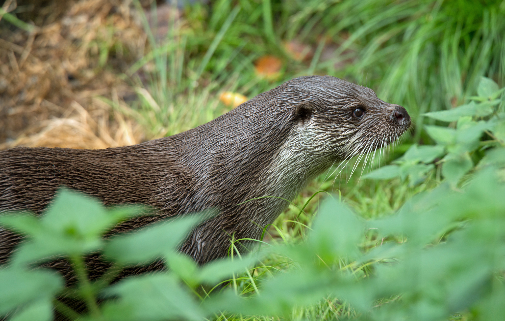 Ein Fischotter im Profil hinter Blattwerk. Es gibt in Bayern nur ein kleines Fischotter-Vorkommen entlang der tschechischen Grenze. (Foto: Wolfgang Willner)