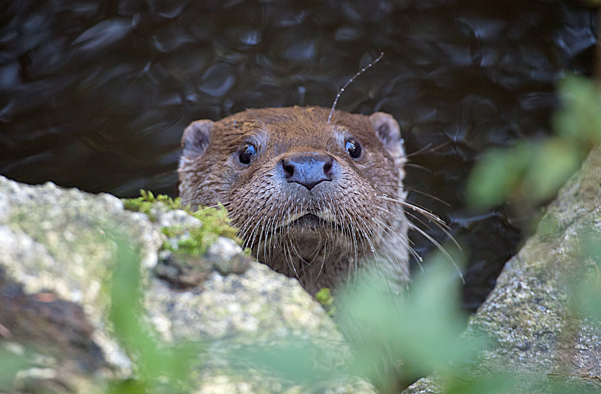 Fischotterkopf schaut hinter Steinen hervor. Die langen Tasthaare an der Schnauze des Otters helfen ihm bei der Orientierung und bei der Suche nach Nahrung im trüben Wasser. (Foto: Wolfgang Willner)