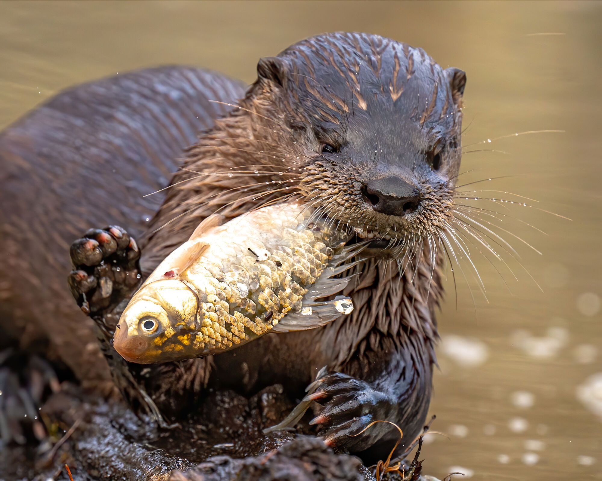 Ein Fischotter am Wasser mit einem Fisch im Maul. Der Fischotter ist vielen Gefahren ausgesetzt: Straßen, Lebensraumverlust und illegale Bejagung bedrohen ihn. (Foto: William/stock.adobe.com) 