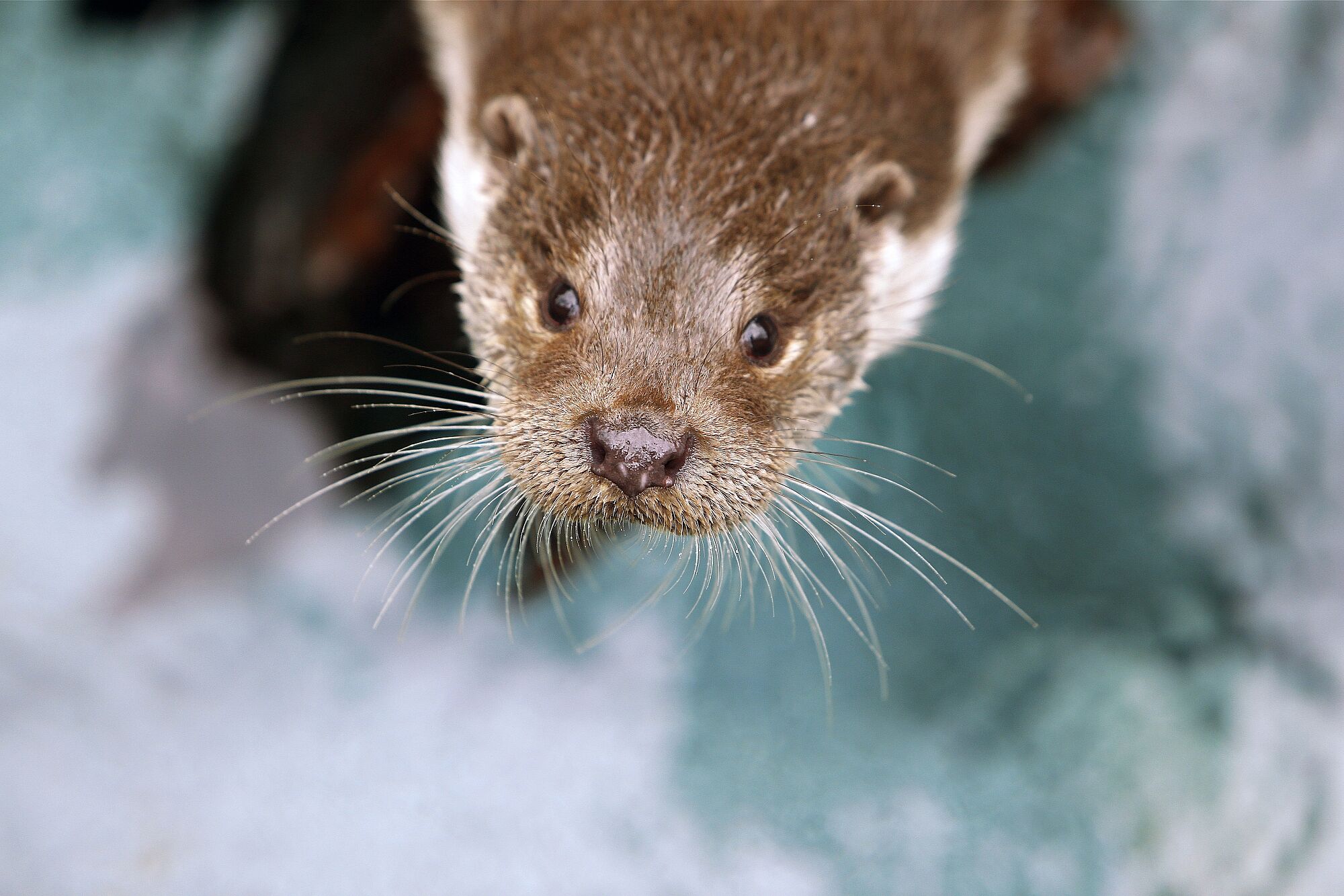 Ein Fischotter schaut von unten in die Kamera. Der Fischotter gehört zu den hochgradig bedrohten Tierarten in Europa. (Foto: slowmotiongli/adobe.stock.com) 