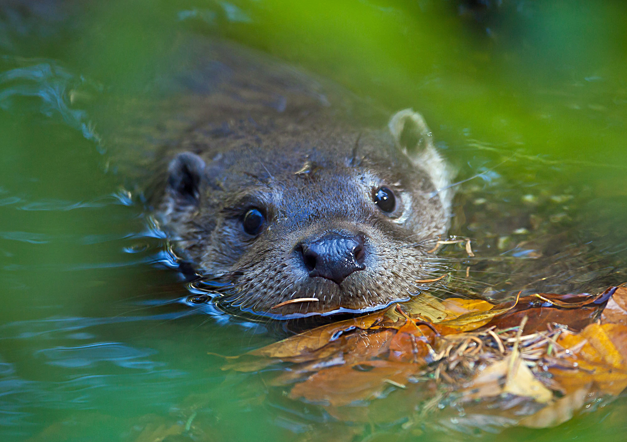 Nahaufnahme ins Gesicht eines schwimmenden Fischotters. Der Fischotter könnte sich längst weiter über Bayern hinweg ausgebreitet haben, doch Vorurteile, Unwissenheit und suboptimale Lebensräume bremsen ihn aus. (Foto: Wolfgang Willner)