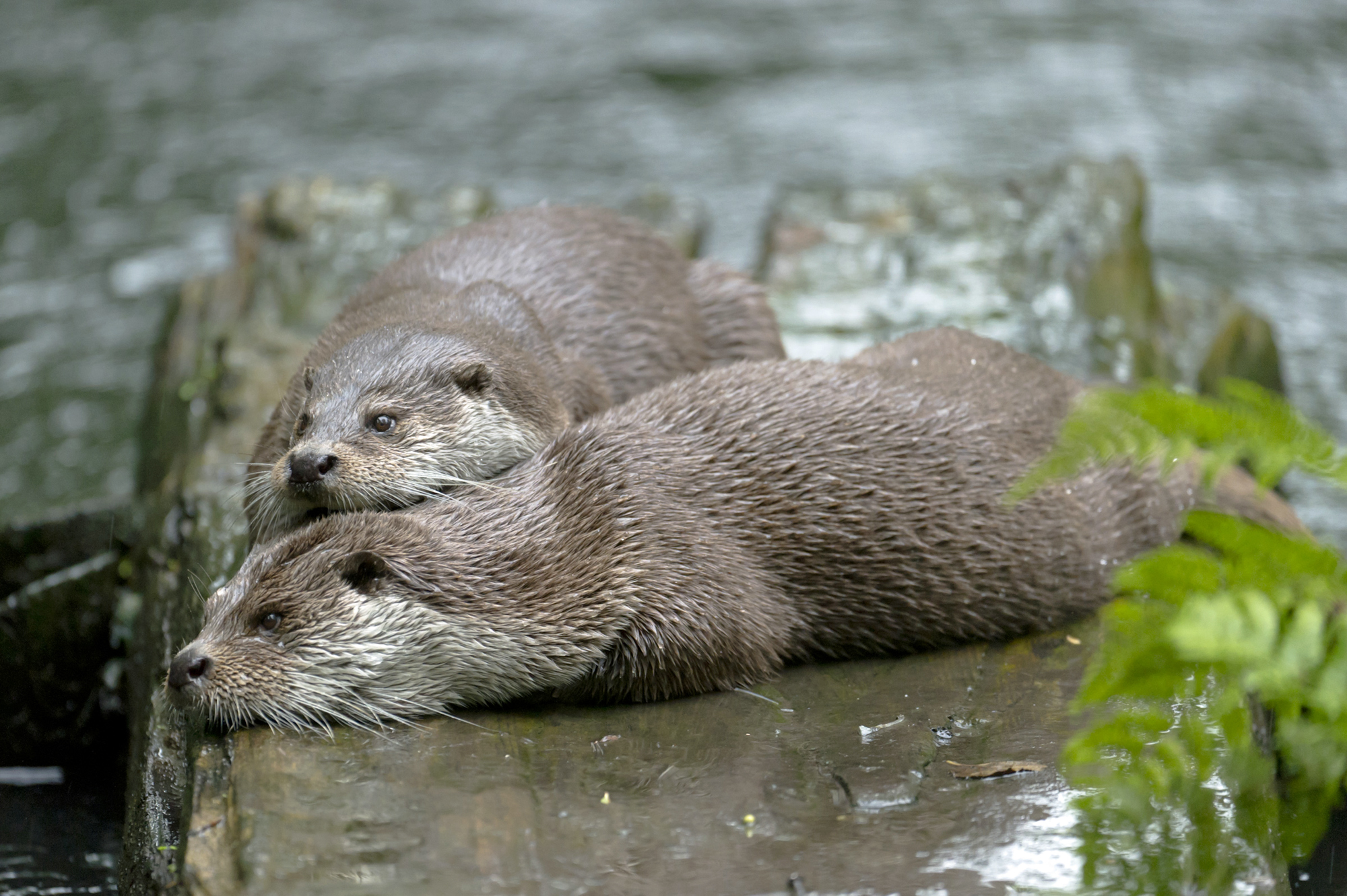 Zwei Fischotter, vermutlich Mutter mit Jungtier, denn Fischotter sind eigentlich Einzelgänger. (Foto: Ralph Frank)