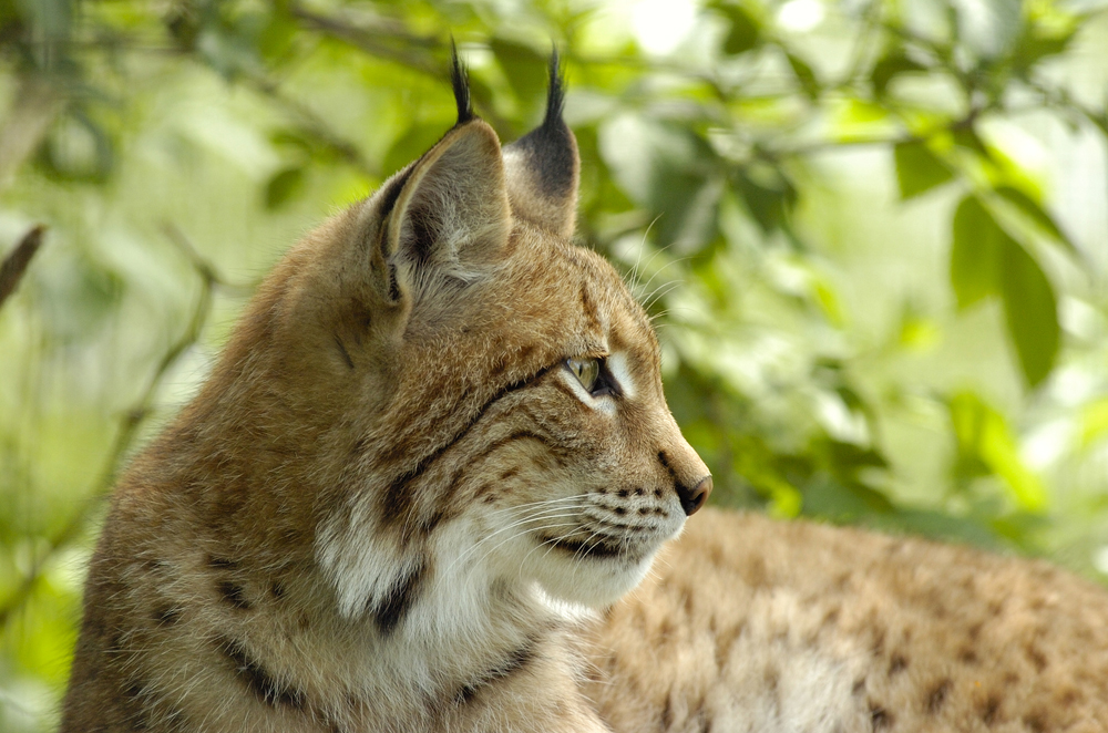 Ein Luchs im Profil mit gut zu sehenden schwarzen Haarbüscheln auf den Ohren. Der Eurasische Luchs ist die größte Katze Europas. (Foto: visuelldesign/iStock)
