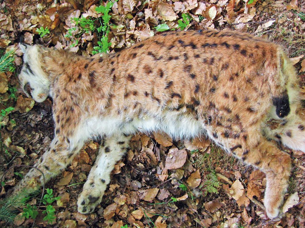 Ein erschossener Luchs liegt auf einem laubigen Boden. Die illegale Jagd ist die größte Bedrohung für den Luchs. (Foto: Luchsprojekt Bayern) 