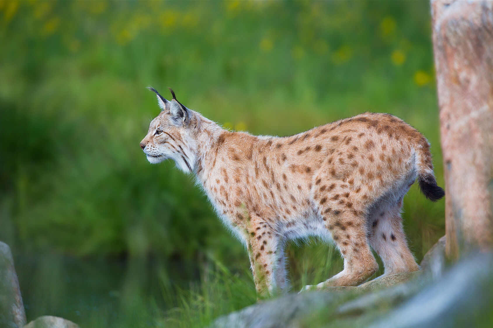 Ein Luchs im Profil beobachtet aufmerksam die Umgebung. Der beste Luchs-Lebensraum sind große Wälder. (Foto: kjekol/stock.adobe.com)