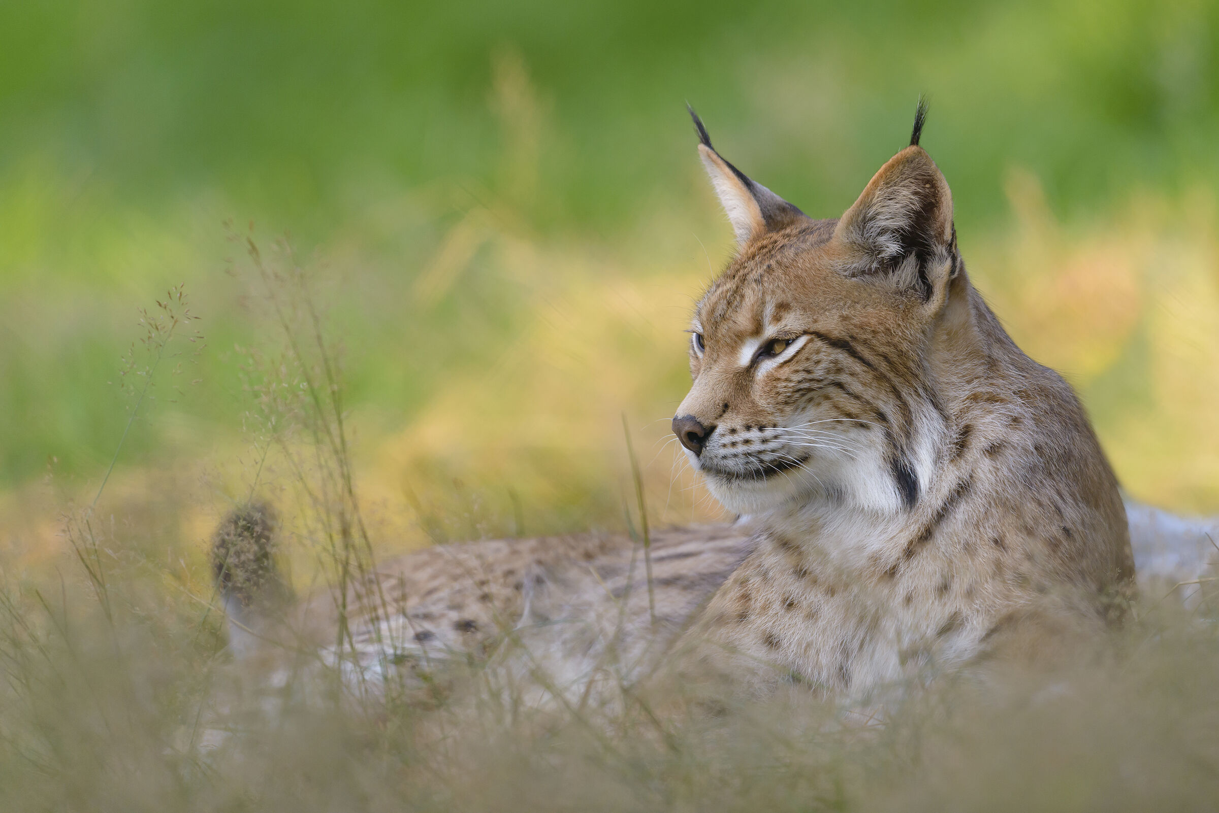 Ein in einer Wiese liegender Luchs im Profil. Ein vernünftiges Argument gegen die Wiederansiedlung des Luchses in den bayerischen Waldgebieten lässt sich nicht finden. (Foto: Christoph Bosch) 