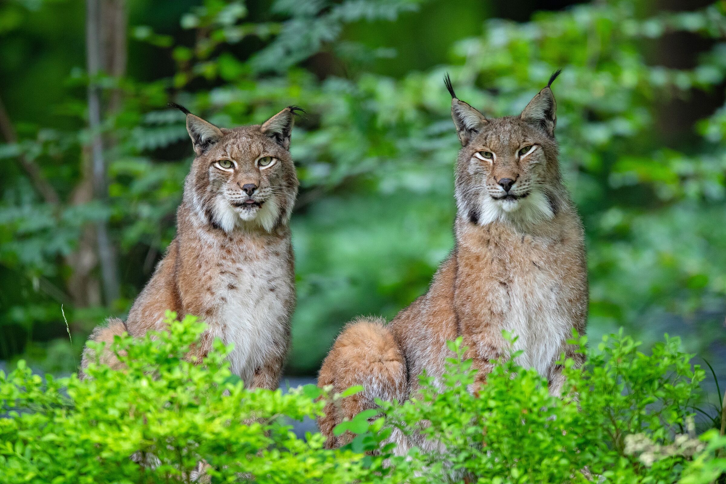 Zwei Luchse hinter Büschen schauen aufmerksam in die Kamera. Noch vor einigen hundert Jahren war der Eurasische Luchs (Lynx lynx) in allen bayerischen Waldgebieten verbreitet. (Foto:Alexander von Düren/stock.adobe.com).