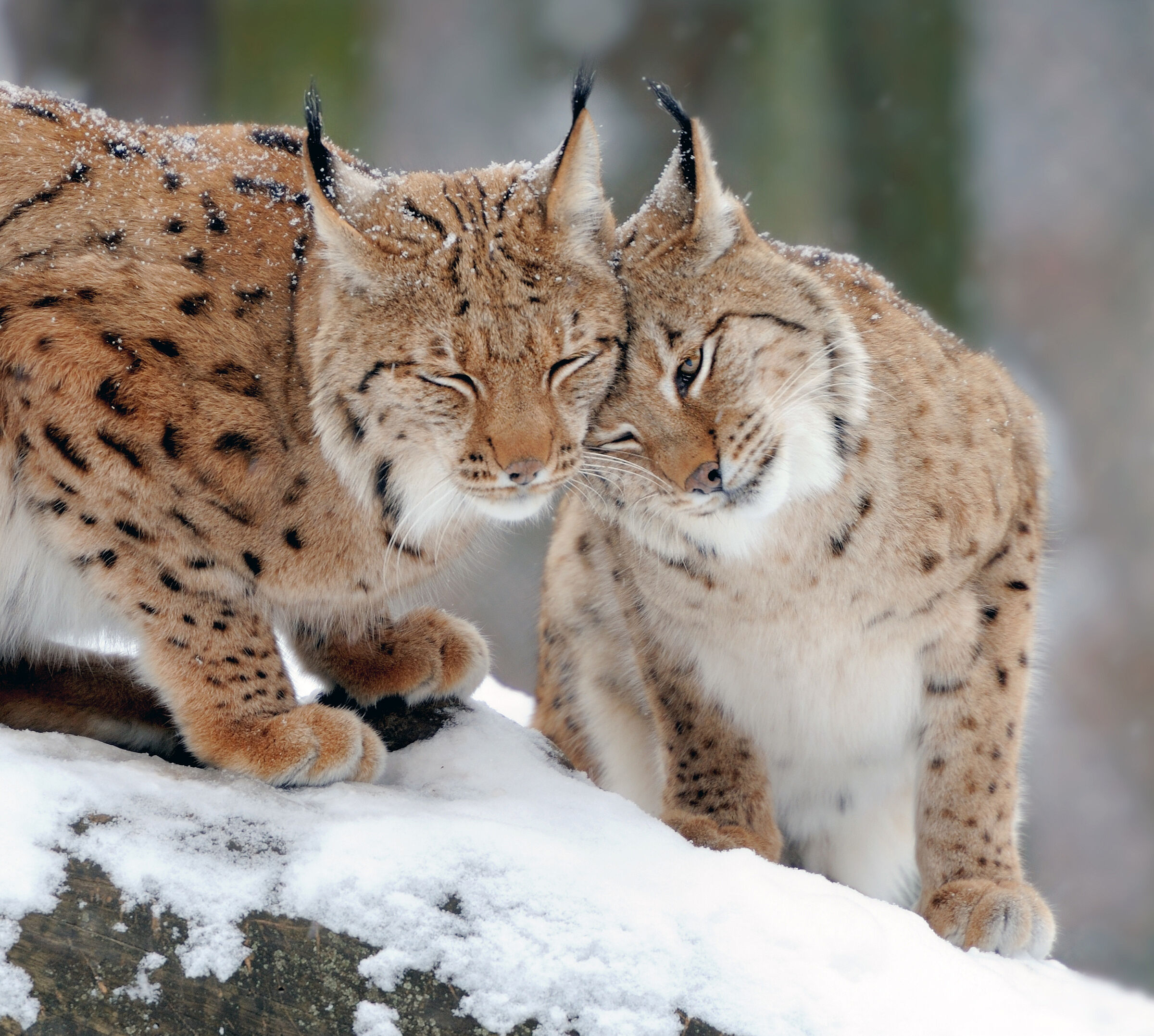 Zwei Luchse im Schnee reiben ihre Köpfe aneinander. Außerhalb von Gebieten unter staatlicher Kontrolle wie dem Nationalpark Bayerischer Wald kann die Art kaum Fuß fassen. (Foto: byrdyak/stock.adobe)