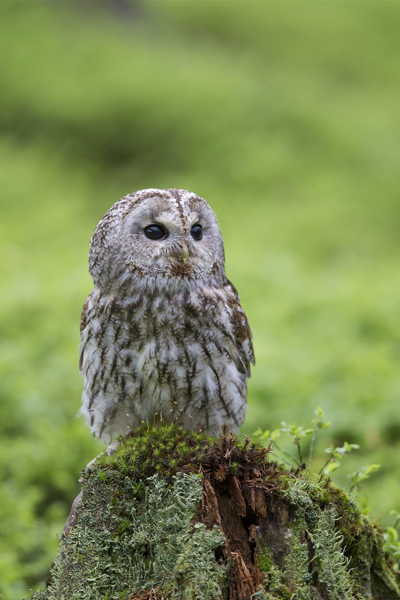 Ein Waldkauz sitzt auf einem moosbewachsenen Baumstumpf. Er gehört zu den potenziellen Fressfeinden der Waldbirkenmaus (Foto: Marcus Bosch)