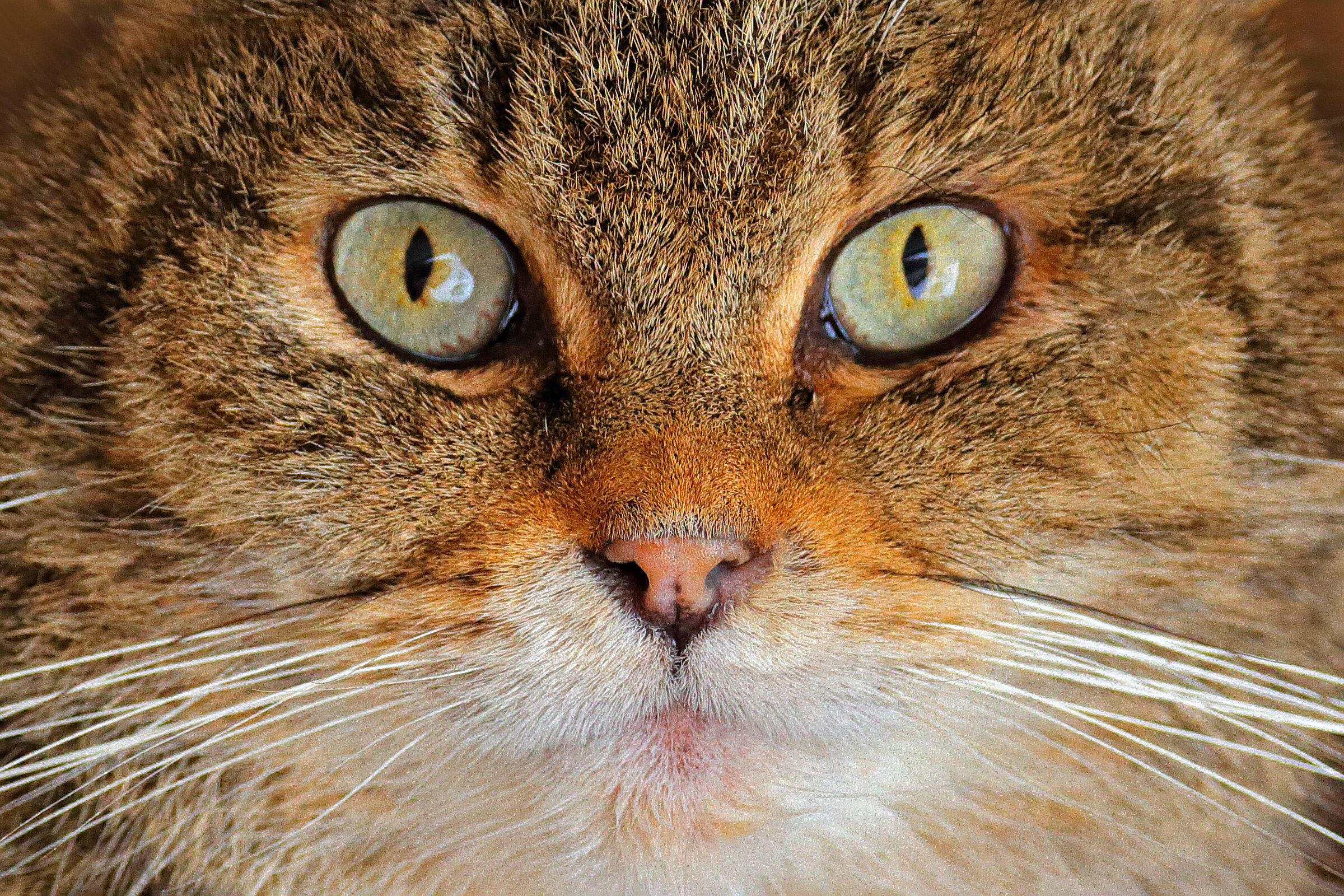 Nahaufnahme des Gesichts einer Wildkatze. Mit der Lockstockmethode erforscht der BN die Wildkatze. (Foto: ondrejprosicky/stock.adobe.com) 