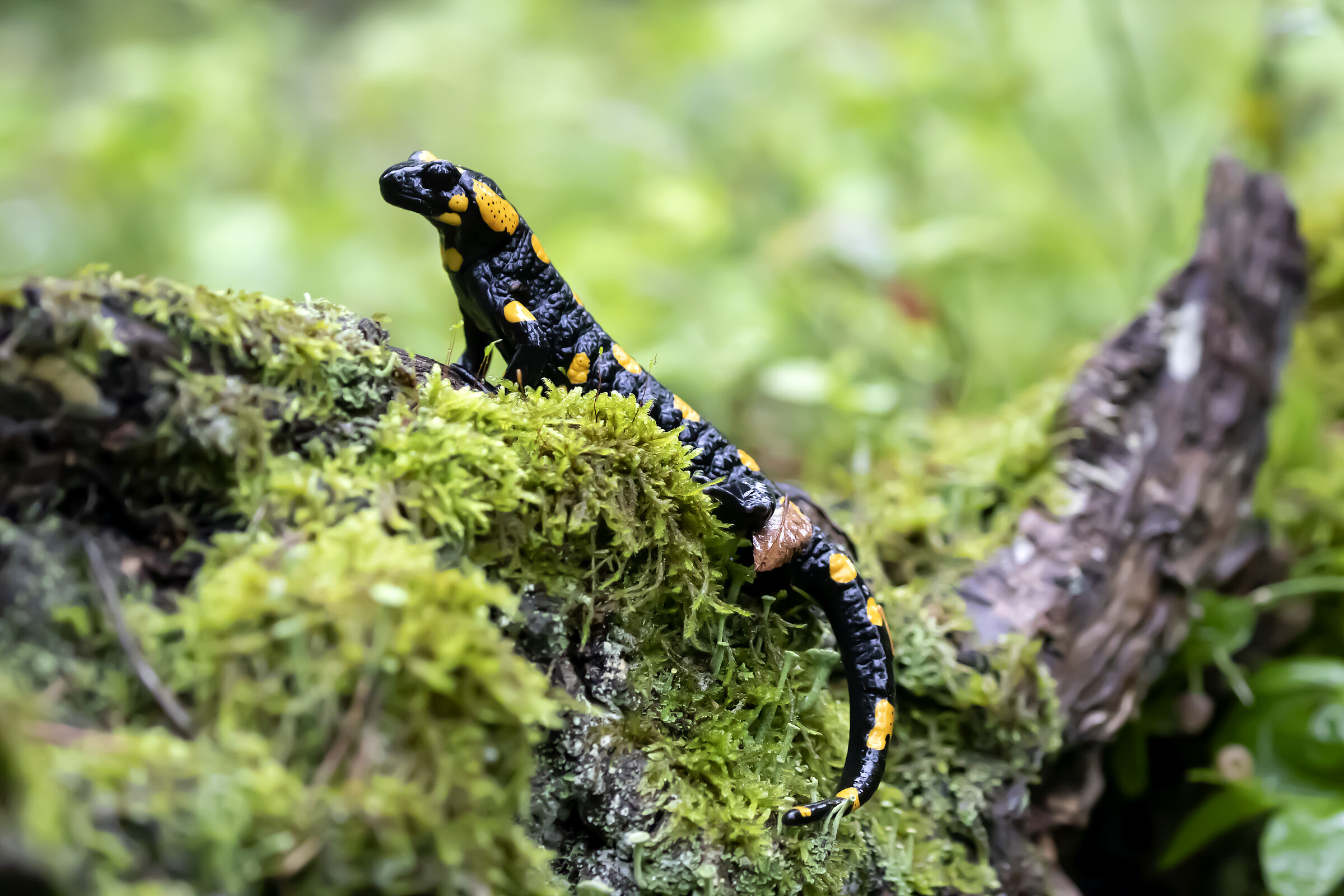 Ein schwarzer Salamander mit gelben Flecken steht auf bemoostem Holz. Auch der Feuersalamander profitiert von dem Projekt "Wildkatzenwälder für morgen". (Foto: Sonja Kreil) 