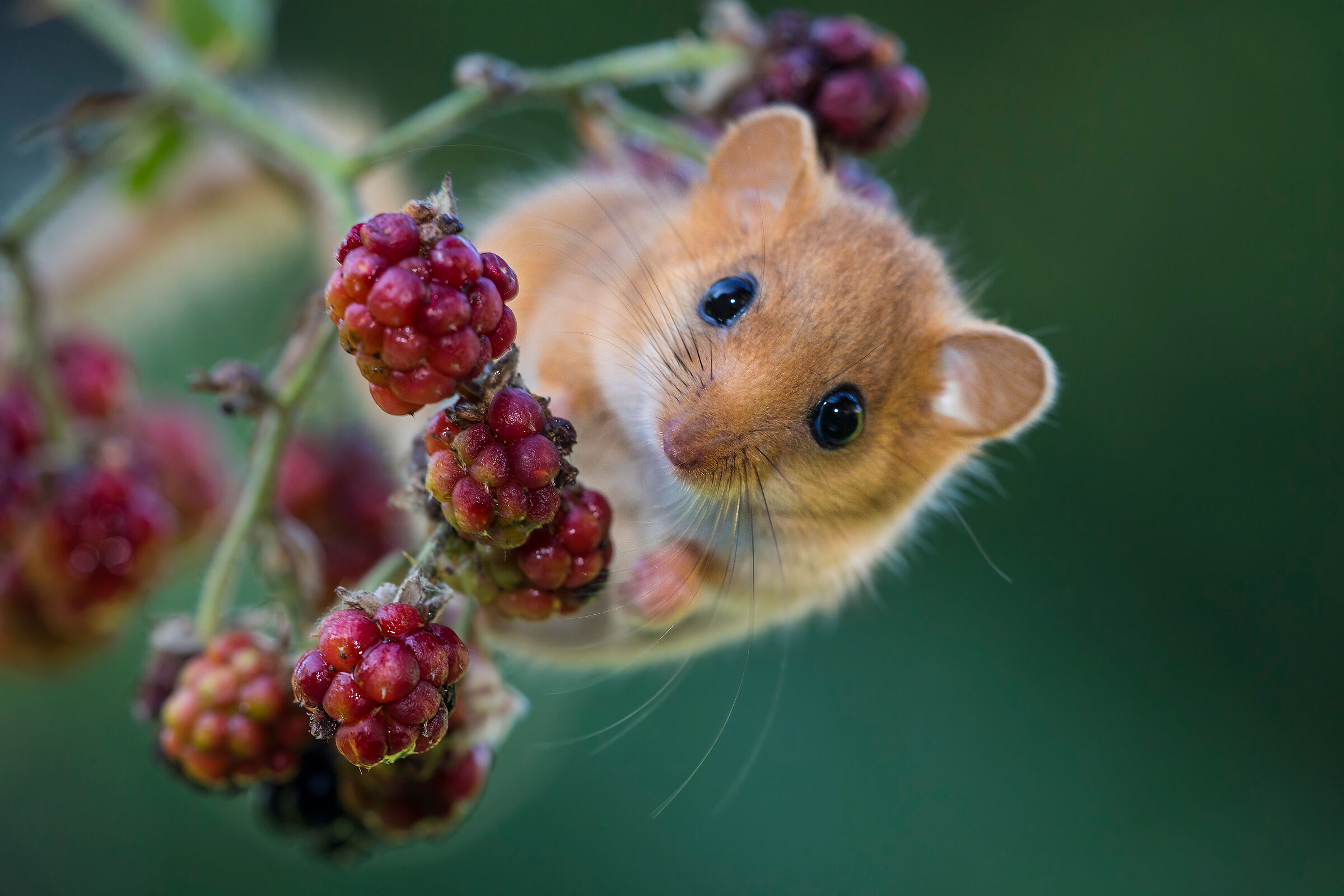 Eine rotbraune Maus mit großen schwarzen Augen balanciert auf einem Ast mit drei Himbeeren. Auch die Haselmaus profitiert von dem Projekt "Wildkatzenwälder für morgen. (Foto: Fabrizio Moglia/stock.adobe.com) 
