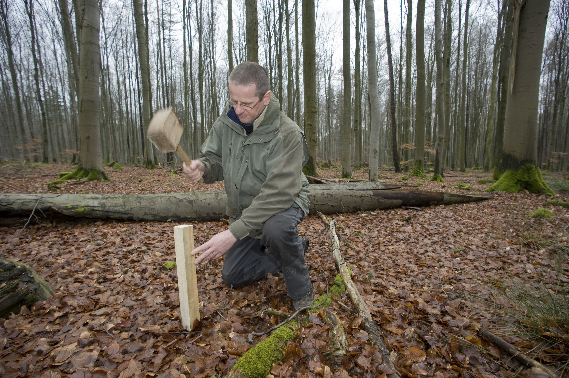 Projektmitarbeiter Jürgen Thein schlägt einen Lockstock in den Boden ein. Die Lockstock-Methode bringt die scheue Wildkatze dazu, freiwillig eine Art "genetischen Fingerabdruck" abzugeben. (Foto: Thomas Stephan)