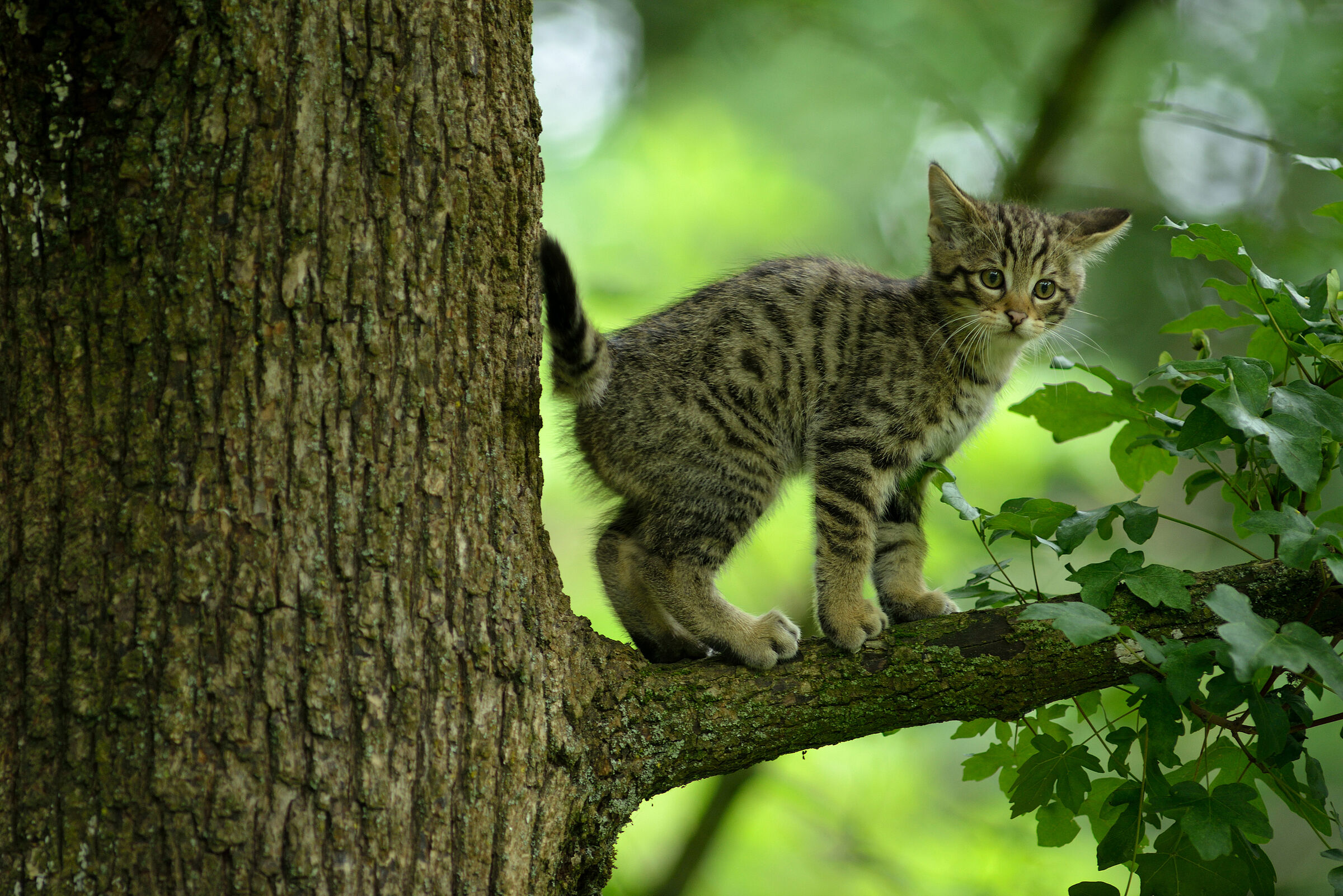 Eine junge Katze steht auf einem Ast und schaut in die Kamera. Ein großer Erfolg für den BN: Die Wildkatze streift wieder durch Bayerns Wälder. (Foto: Thomas Stephan) 
