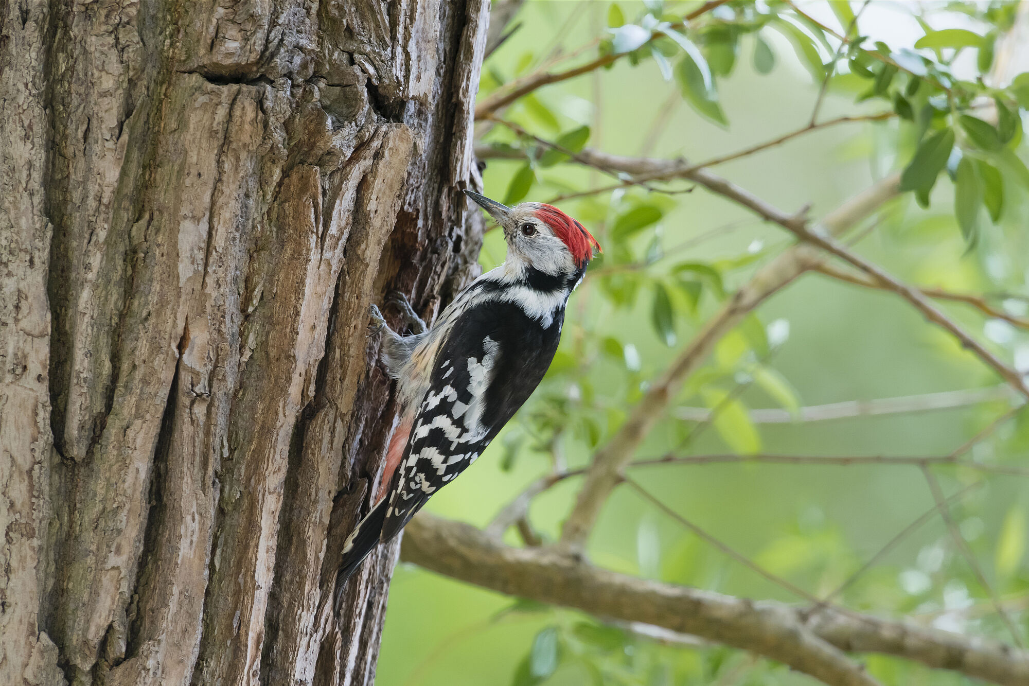 Ein schwarz-weißer Vogel mit roter Haube hämmert an einem Baumstamm. Auch der seltene Mittelspecht profitiert von dem Projekt "Wildkatzenwälder von morgen". (Foto: Marcus Bosch) 