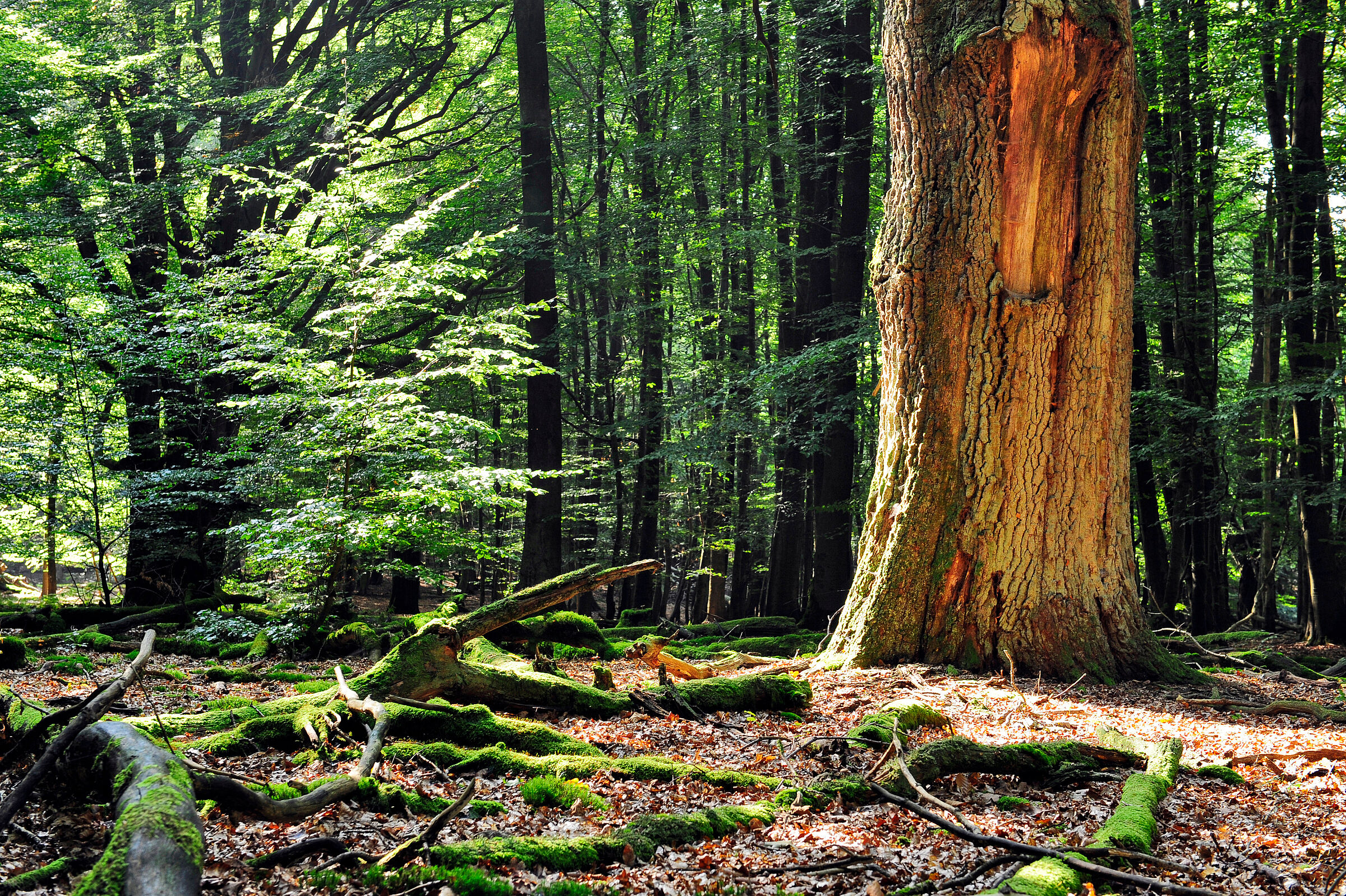 Ein stehender toter Stamm im Wald, um ihn herum liegen bemooste Äste. Strukturreiche Wälder sind Lebensräume für die Wildkatze. (Foto: Tom Bayer/stock.adobe.com) 