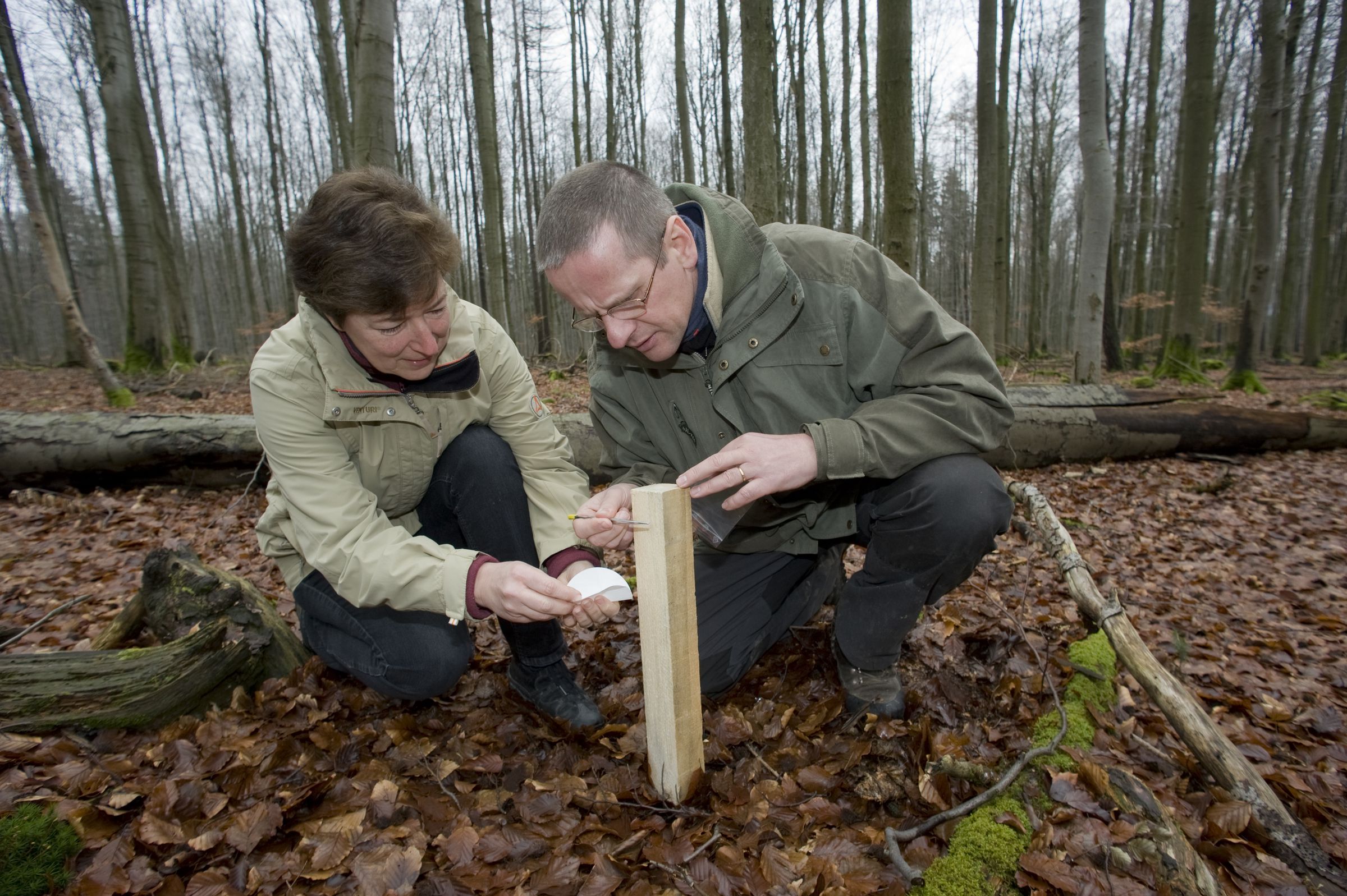 Die Projektmitarbeiter Ulrike Geise und Jürgen Thein begutachten kniend einen Lockstock. Jürgen Thein hat eine Pinzette in der Hand. Jetzt zeigt sich, ob sich ein Tier an dem Stock gerieben hat. (Foto: Thomas Stephan)