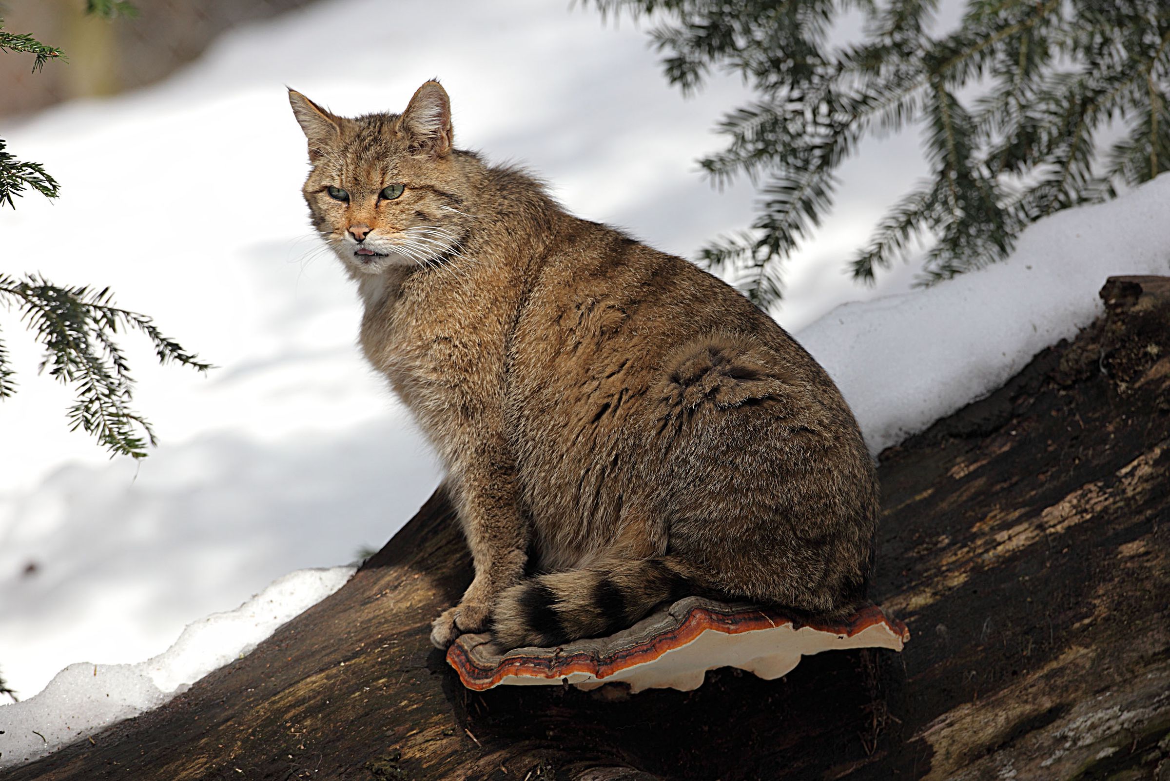 Eine Wildkatze sitzt auf einem Baumpilz. Laut Roter Liste gilt die Wildkatze in Bayern als sehr gefährdet. (Foto: Wolfgang Willner) 
