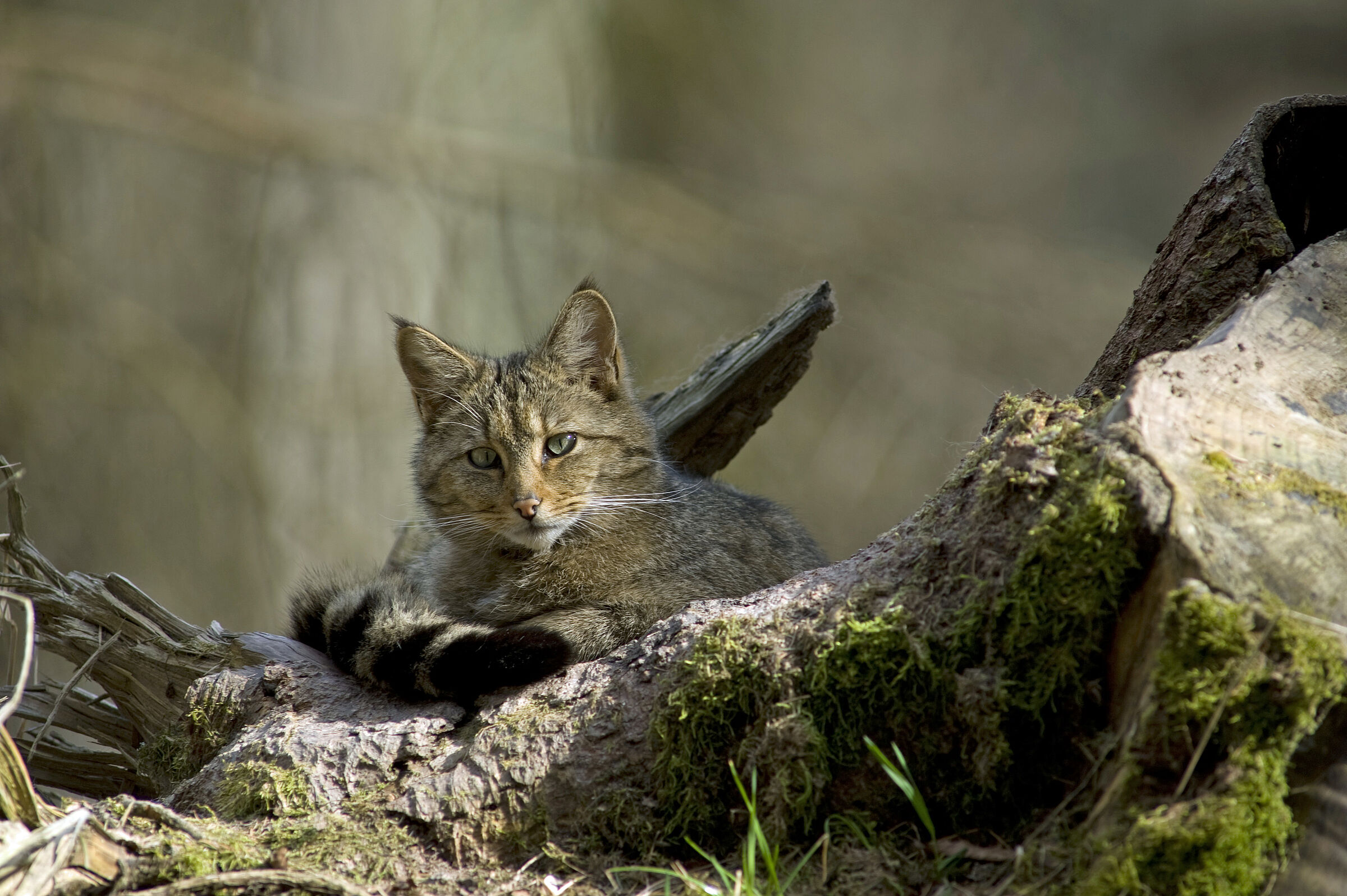 Eine Wildkatze liegt zusammengerollt auf einem moosbewachsenen Holzstrunk. Heute finden wir die Wildkatze in strukturreichen Laub- und Mischwäldern mit kleinen Lichtungen und Windwurfflächen, alten Laubbäumen und Jungholz im engen Verbund. (Foto: Thomas Stephan)