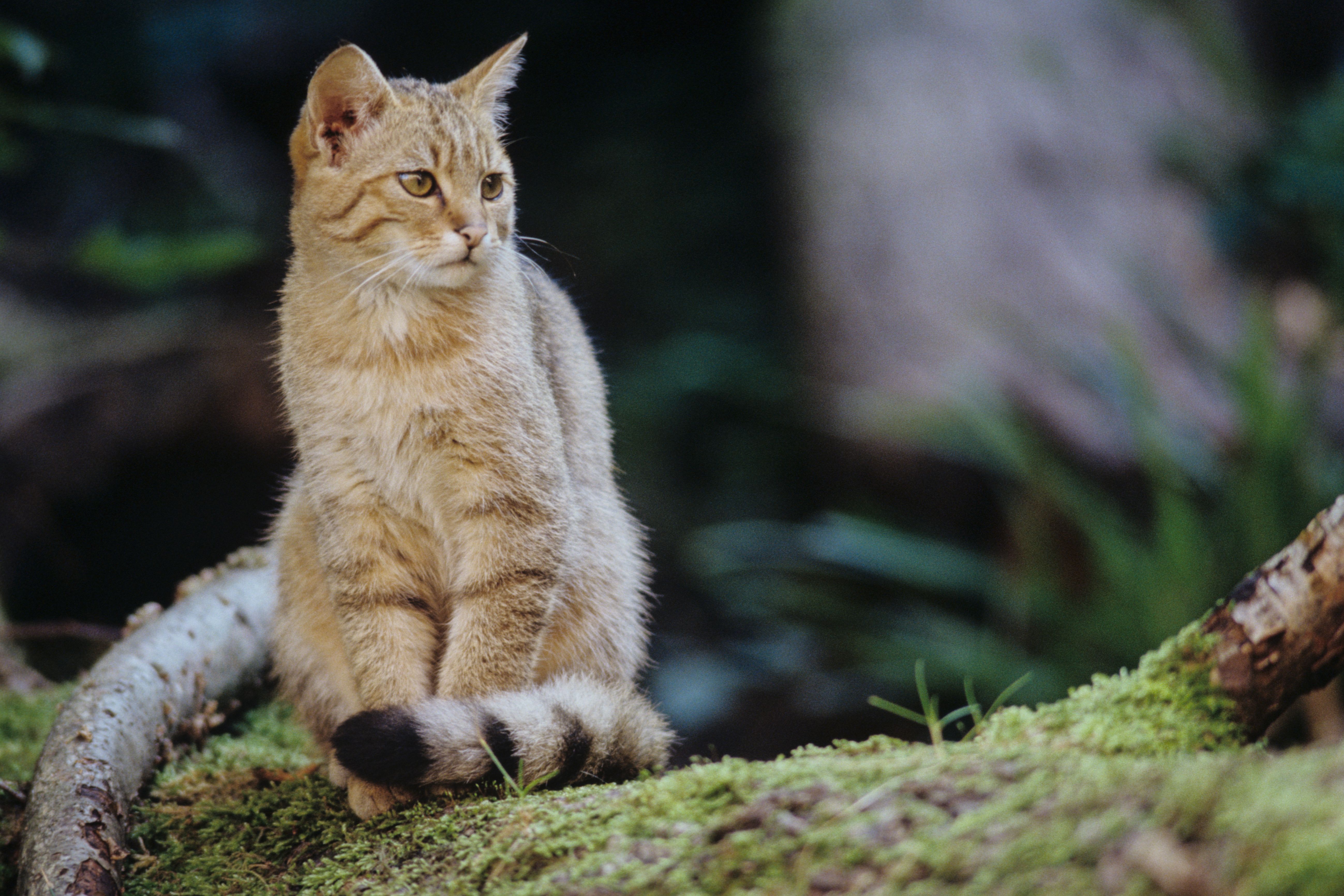 Eine aufmerksame Wildkatze sitzt auf einm bemoosten Baumstamm. Der BN hat die Wildkatze durch ein Zucht- und Auswilderungsprogramm wieder zurück nach Bayern gebracht. (Foto: Thomas Stephan)